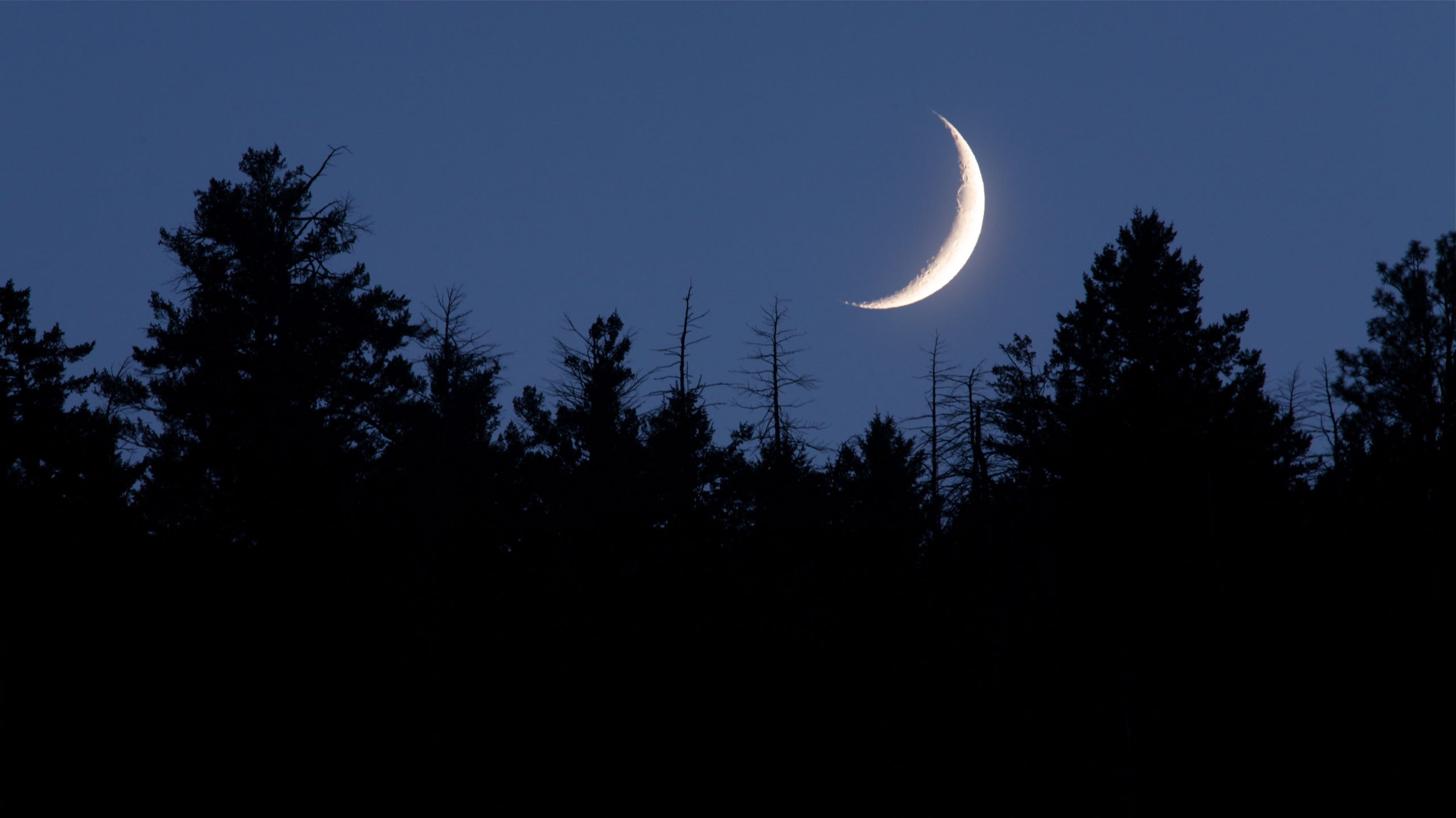Месяц виднеется. Луна новолуние. Новолуние растущая Луна. Месяц над лесом. Молодая Луна.