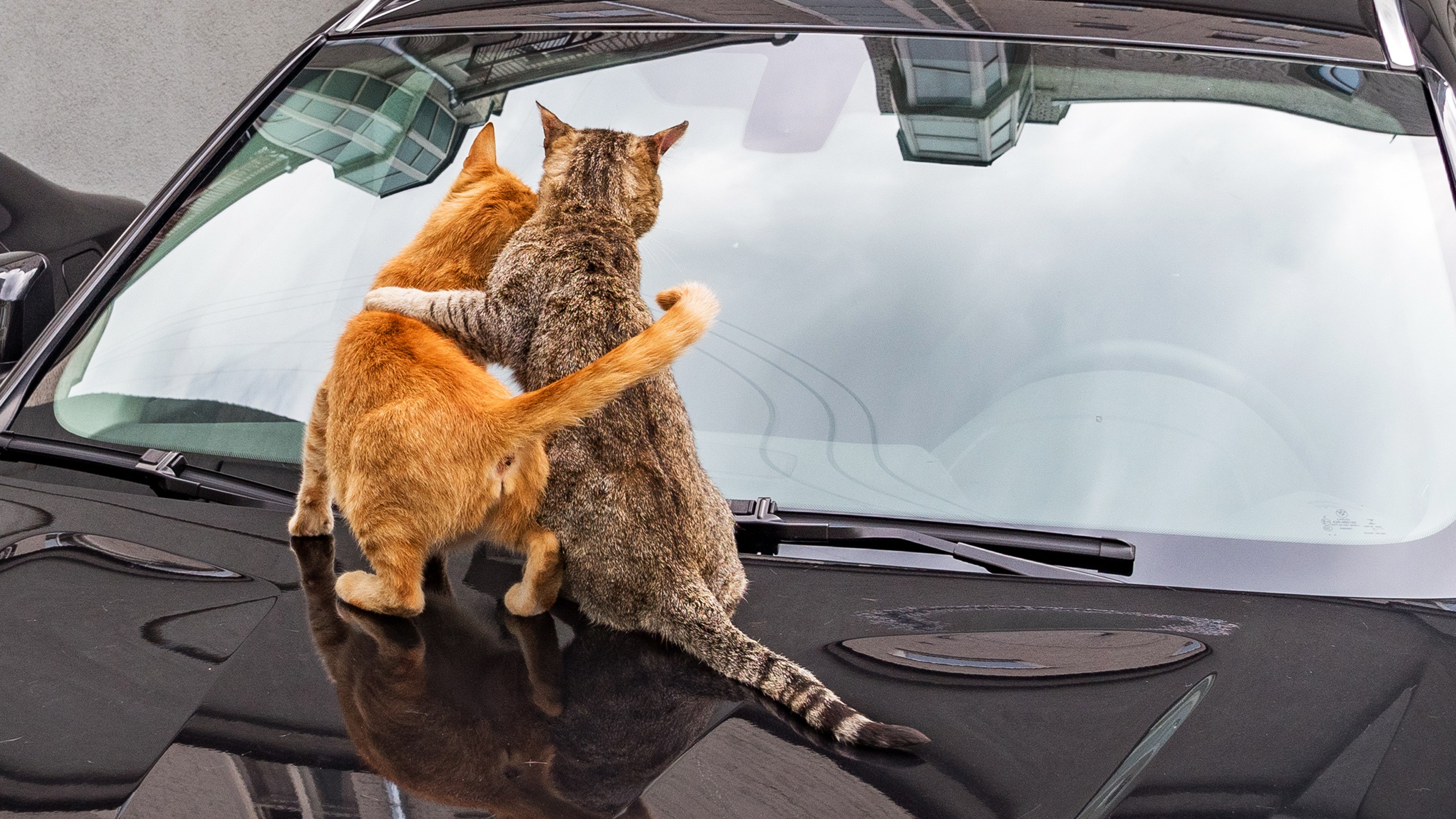 Кошка на капоте. Кошка в машине. Смешной кот в машине. Кошки рулят. Кот на капоте машины.