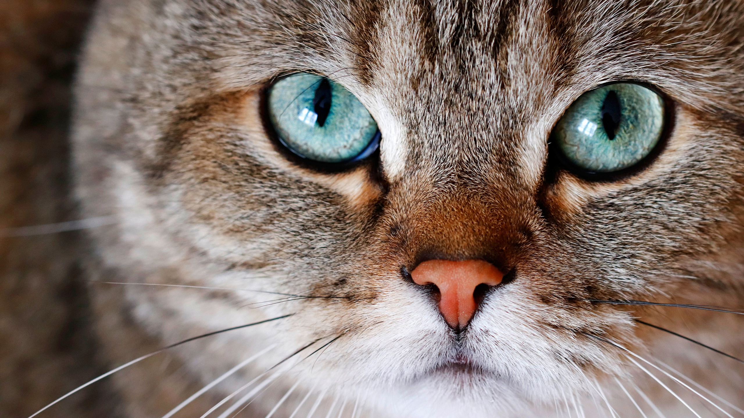 Качественное крупным планом. Морда кота. Кошачий глаз. Кот взгляд. Красивая морда кошки.