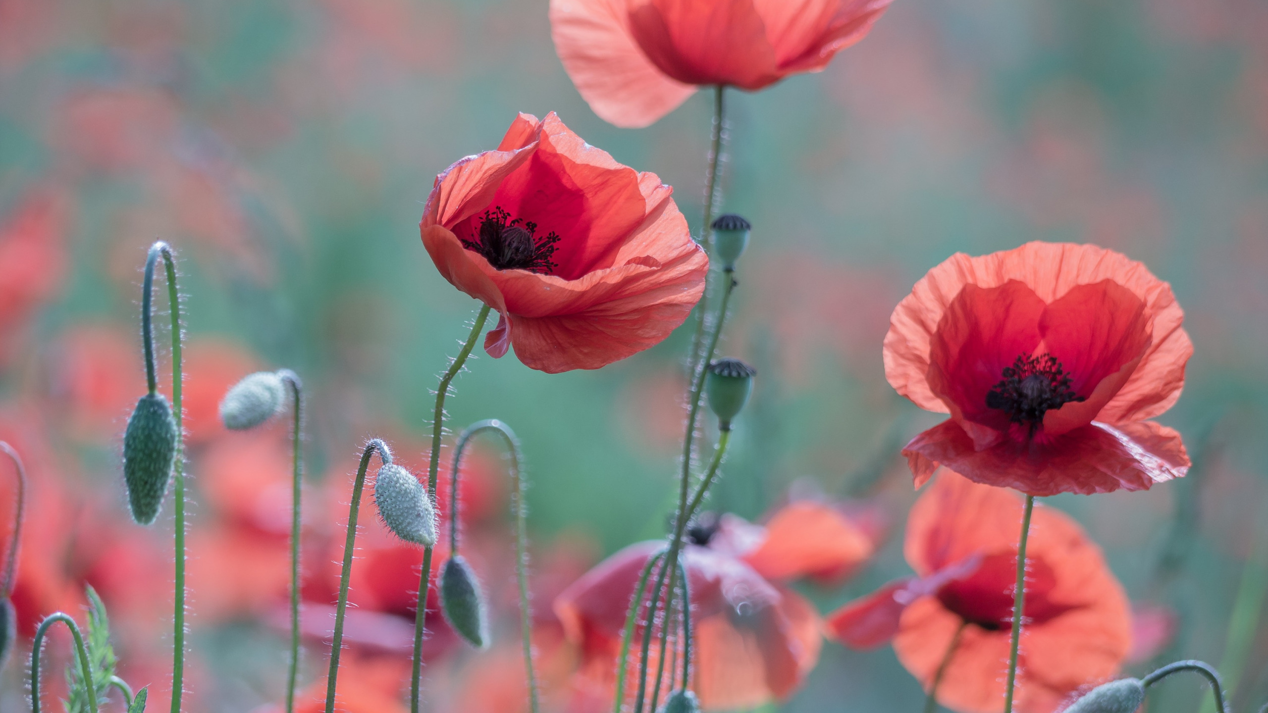 Фото маков цветов. Мак Поппи. Маки Скосана. Маки (Poppy). Мак самосейка фон.