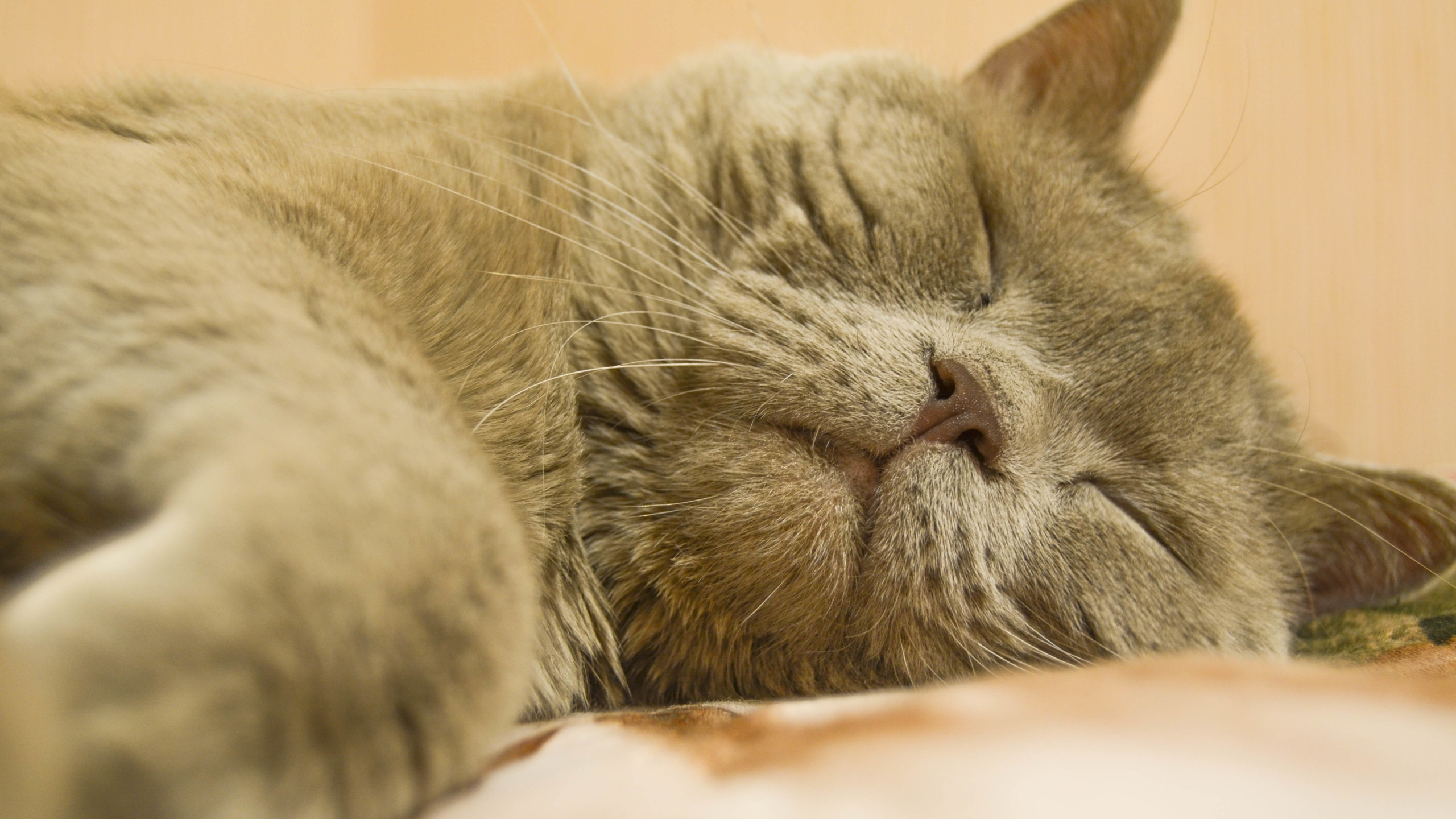 Песня спящего кота. Спящий котик. Сонные домашние животные. Спящий котик смешной. Недовольный спящий кот.