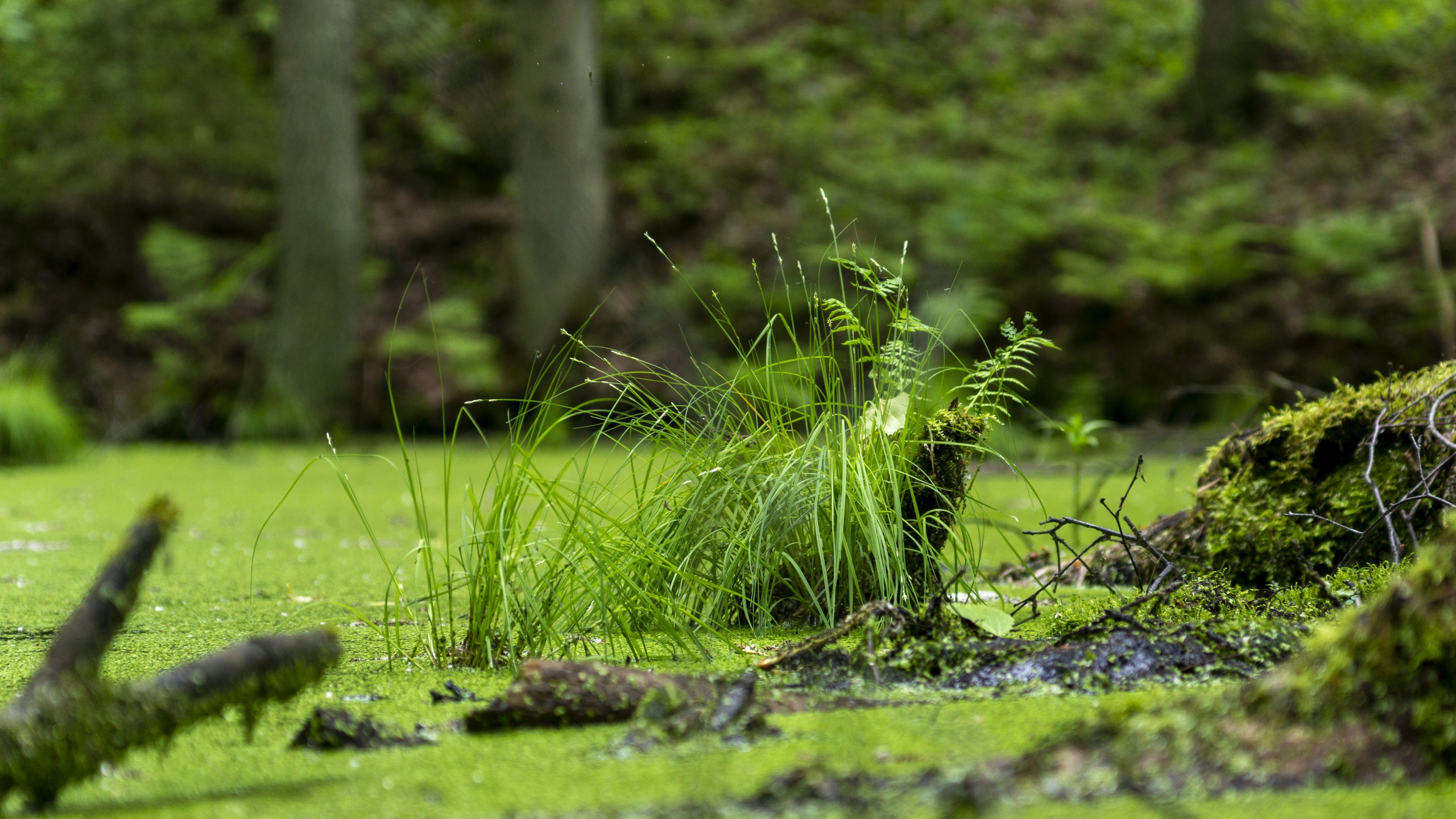 Болотистая трава. Травники Ряска Болотная. Ряска на болоте. Травяные болота.