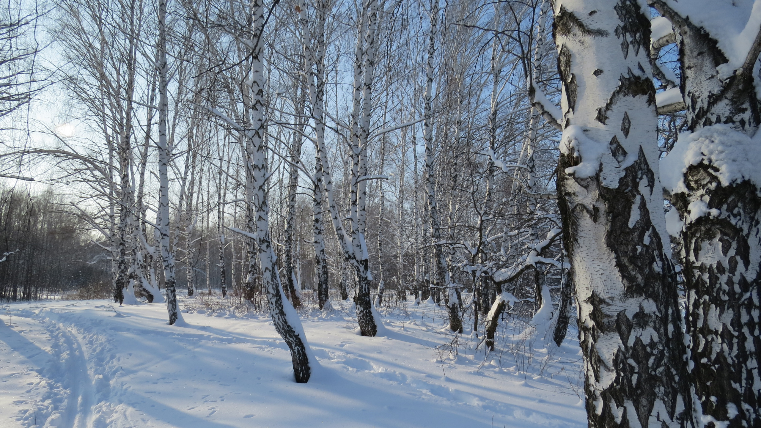 Березовая зима. Зимняя Березовая роща. Березовская роща. Бологое Березовая роща. Березовая роща Дербышки зимой.