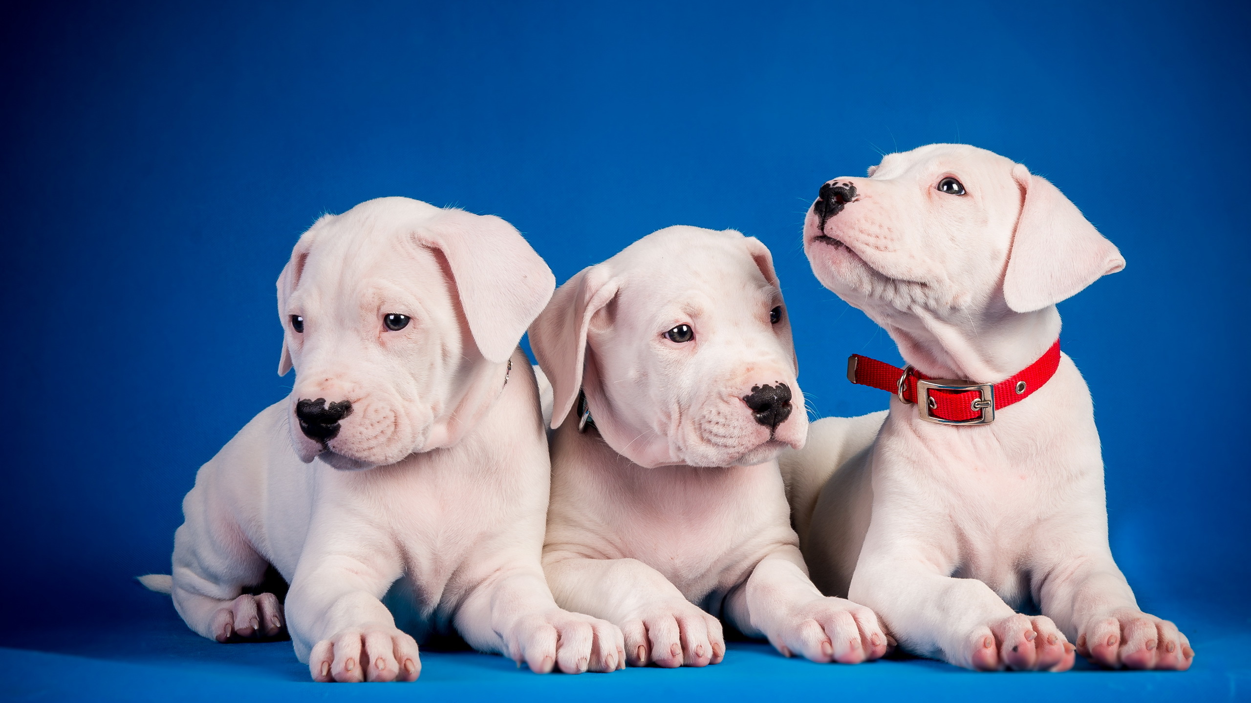 3 animals dogs. Аргентинский дог. Щенки и собаки. Три собаки. Собака на голубом фоне.