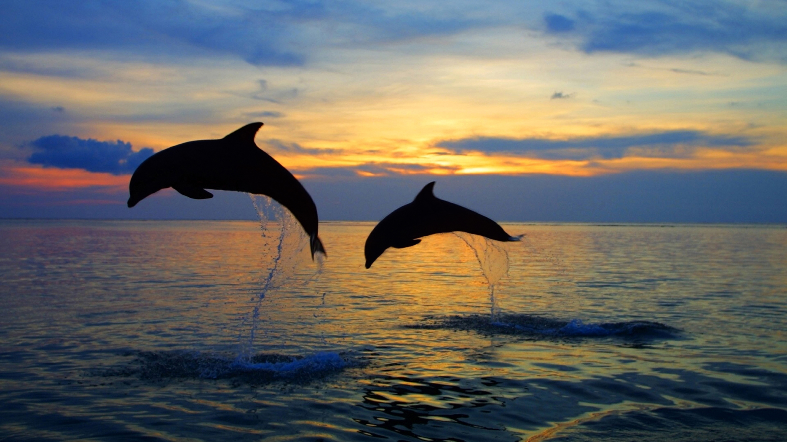 Дельфины с удовольствием разучивают и выполняют разные. Дельфины в Анапе. Черное море Анапа дельфины. Ловина Бали дельфины. Дельфины в море.