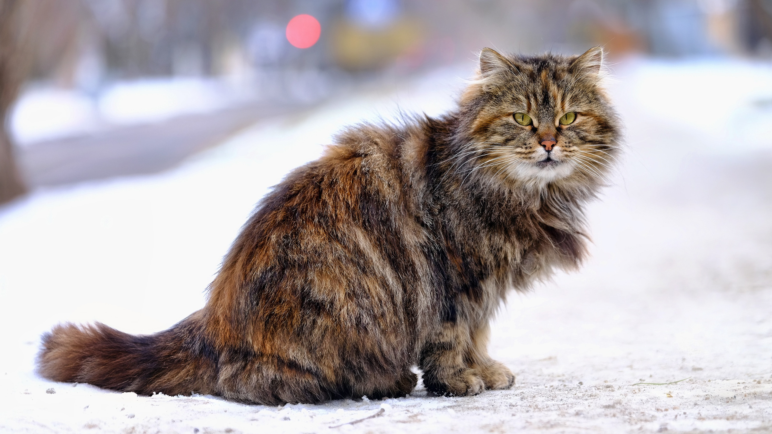 Сибирский кот. Сибирская кошка ветерок Сиберия. Сибирская длинношерстная кошка. Сибирский кот полосатый. Восточно Сибирская кошка.