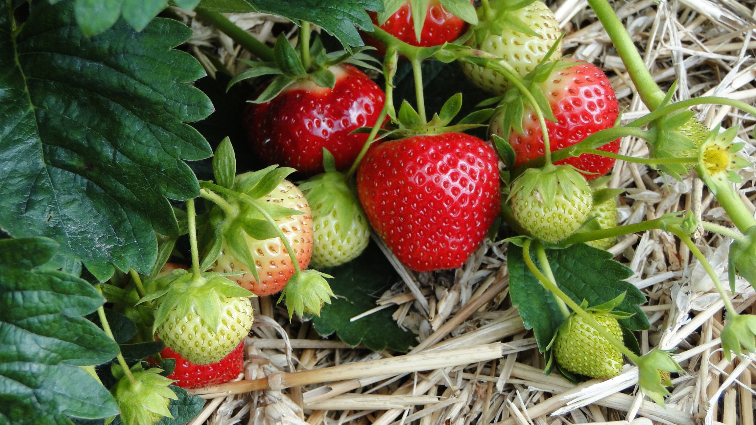 Сорта клубники все лето. Земляника Садовая Ананасная. Клубника Fragaria. Мучнистая роса на клубнике.