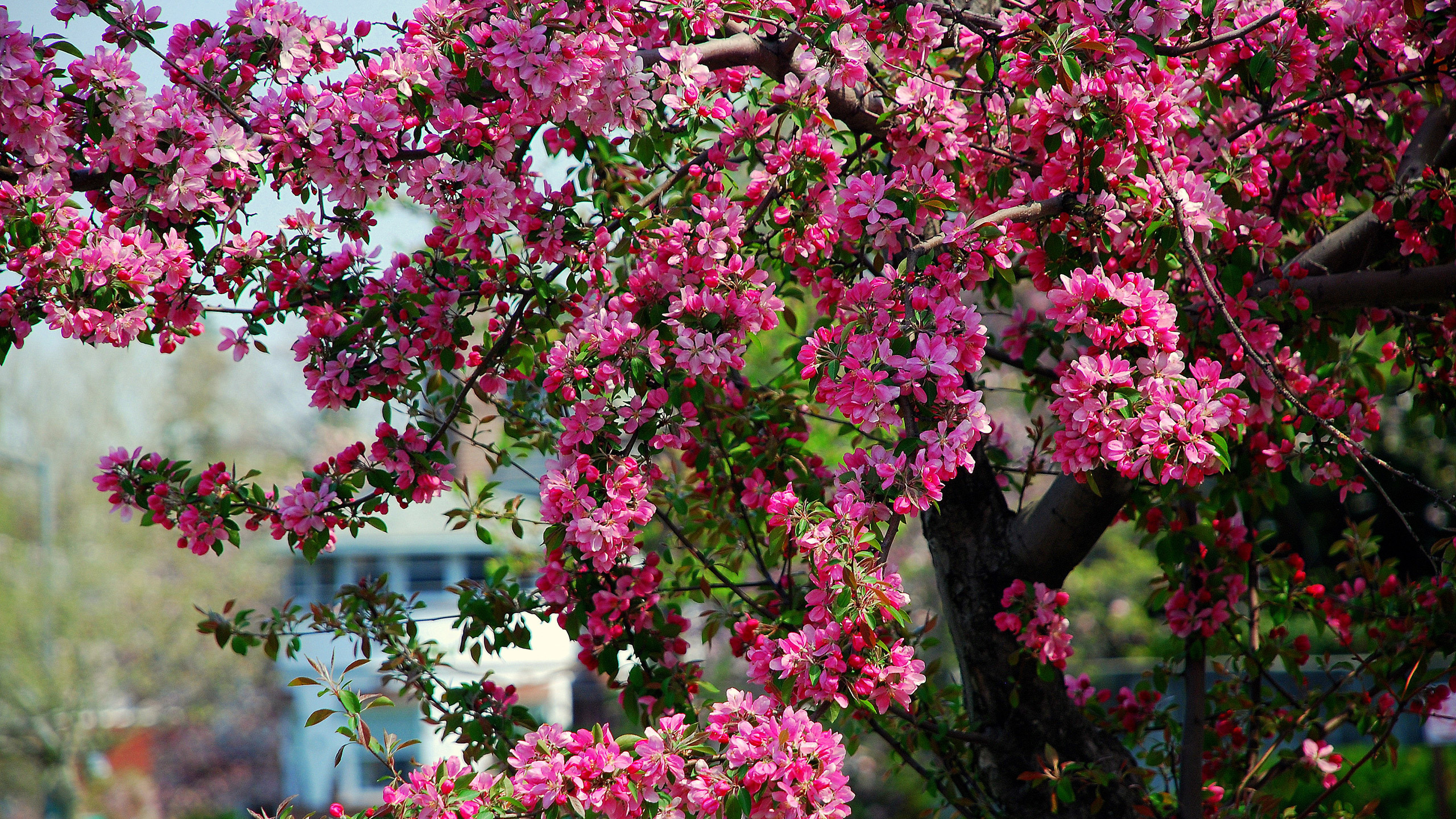 Дерево цветет розовым название. Яблоня Макамик. Яблоня декоративная Макамик. Декоративная яблоня розовоцветущая. Яблоня декоративная Келси.