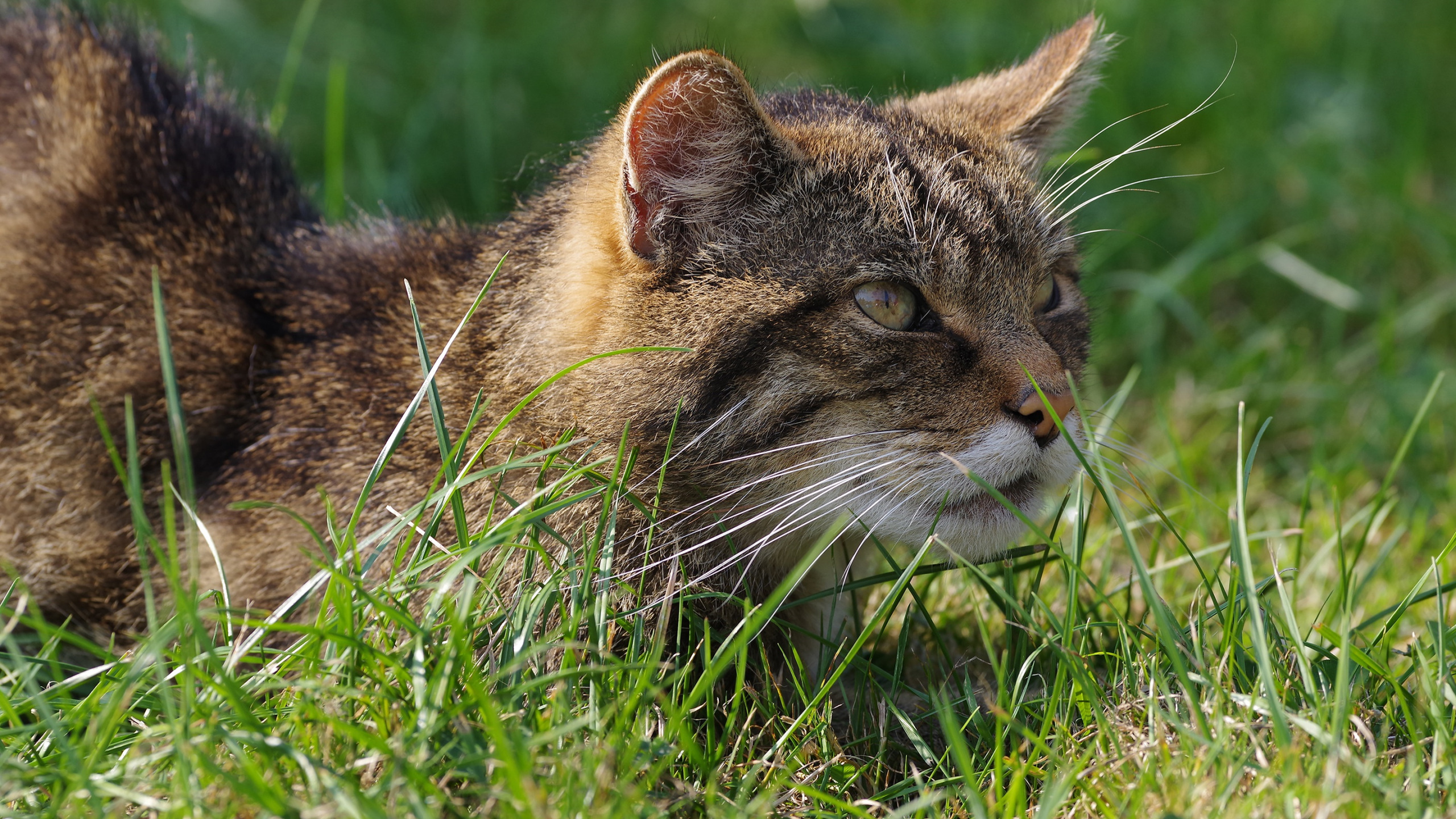 Дикий кот слушать. Трава для кошек. Дикие коты Московской области. Фото сибирской дикой кошки. Трава для кошек Дикая.