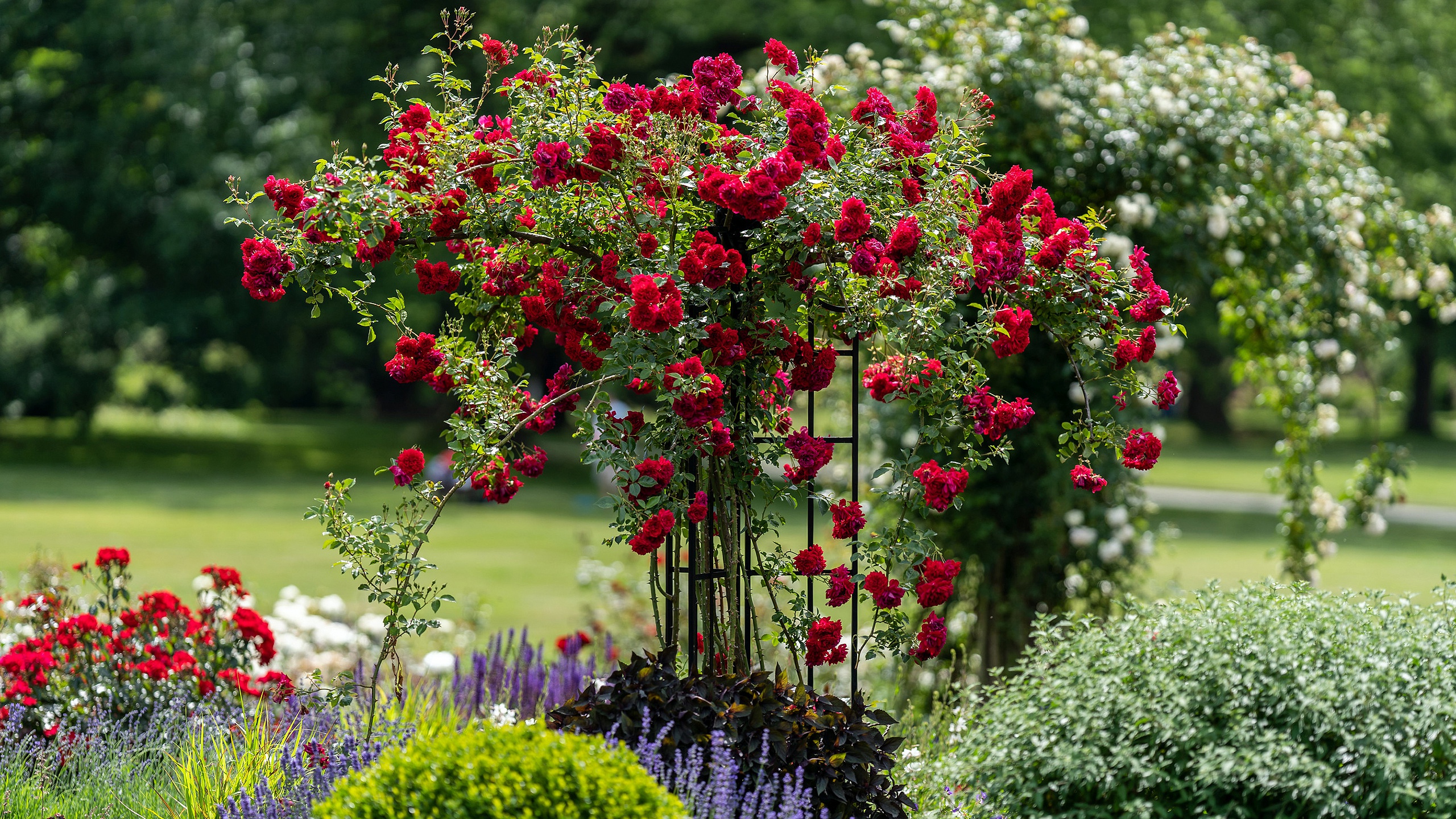 Красивый куст роз. Роуз Гарден плетистая. Розы плетистые Роуз Гарден.
