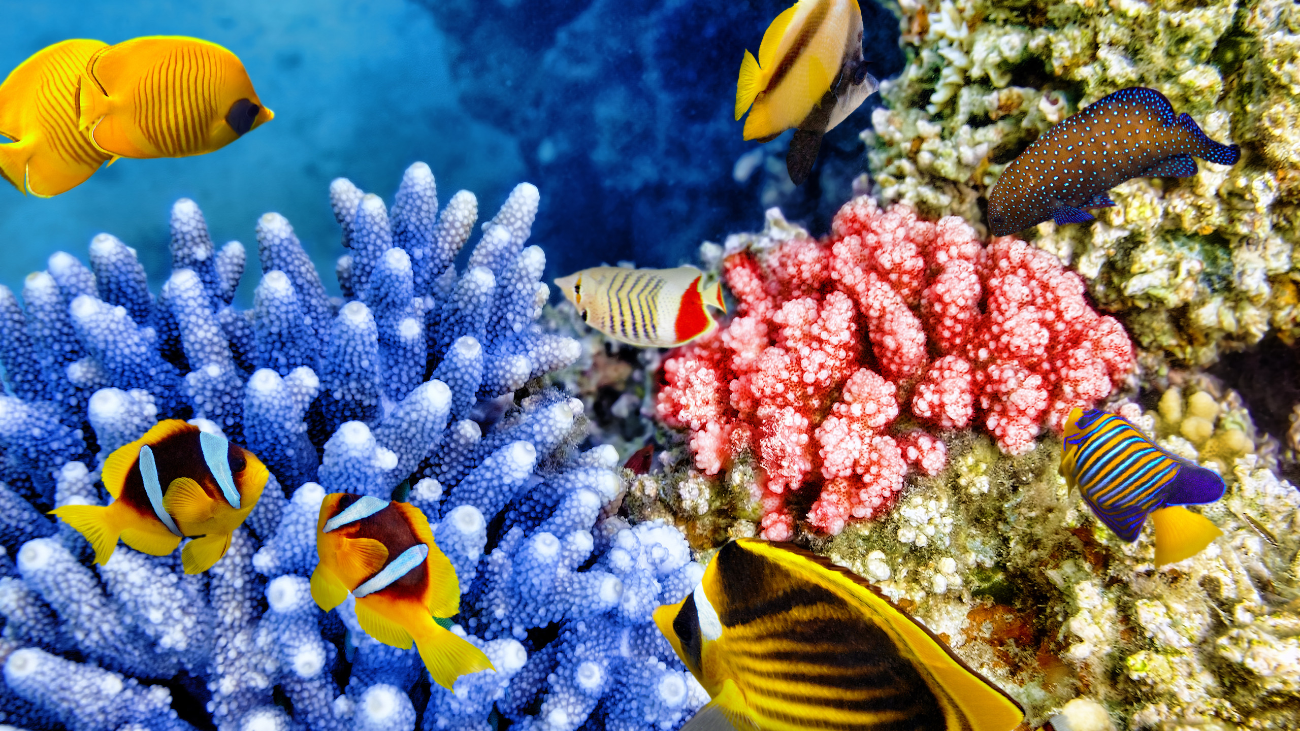Underwater coral. Коралловый риф. Тропические рыбки коралловый риф. Подводный риф риф. Рыбки коралловых рифов в Красном море.