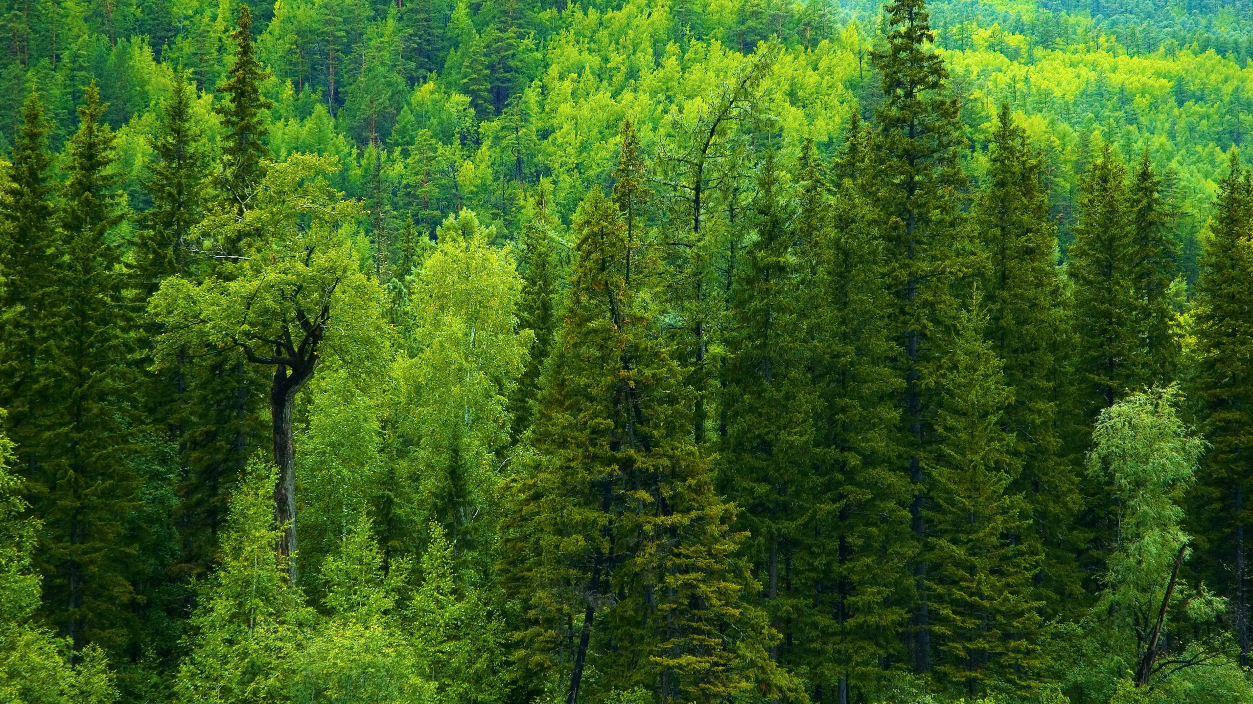 Экология тайги. Пихтовый лес тайги. Кедр темнохвойная Тайга. Пихта Сибирская лес. Темнохвойная смешанная пихтово-кедрово-Еловая Тайга.