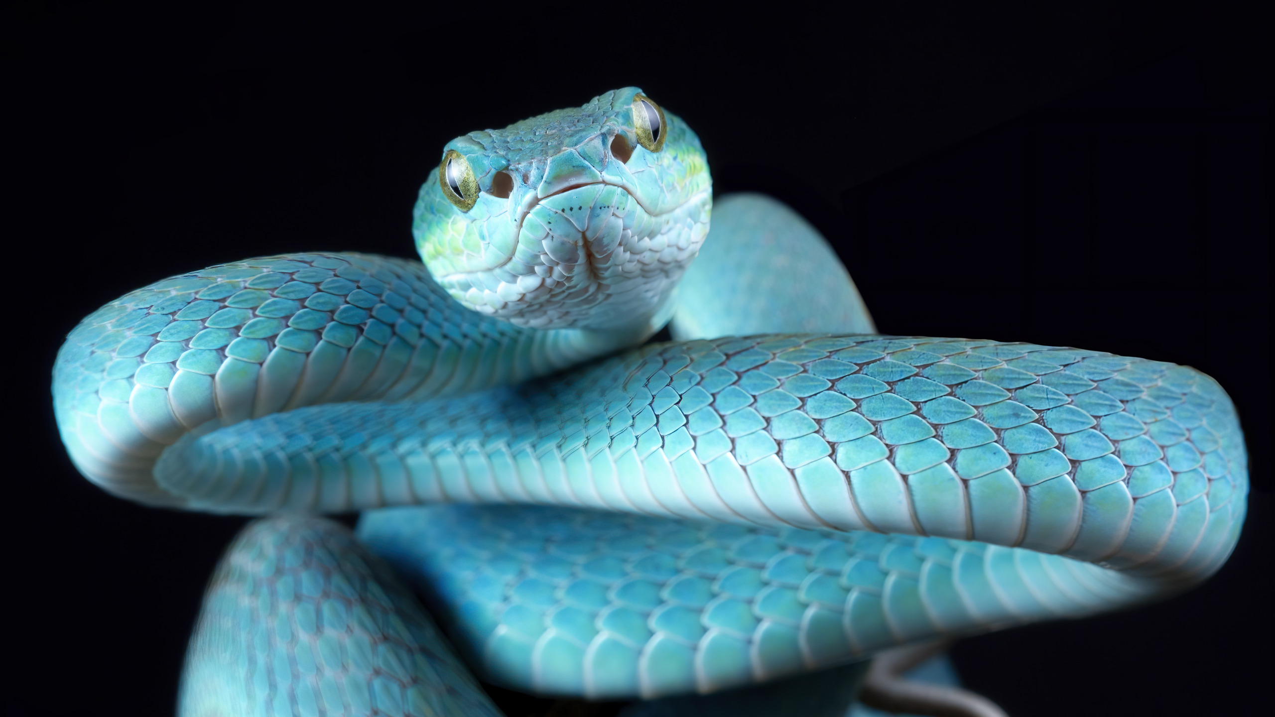 Про синюю змею. Голубая гадюка. Синяя змея. Змея взгляд. Голубая домашняя змея.