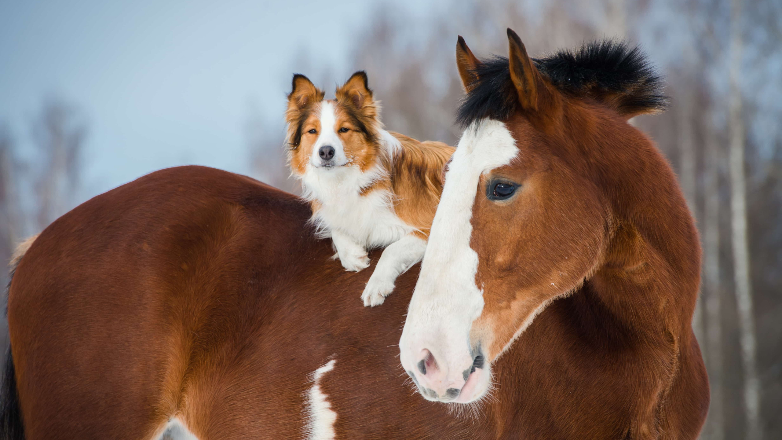 Год собаки лошадь. Пушистая лошадь. Колли и лошадь. Лошадь и собака. Исландские пушистые лошади.