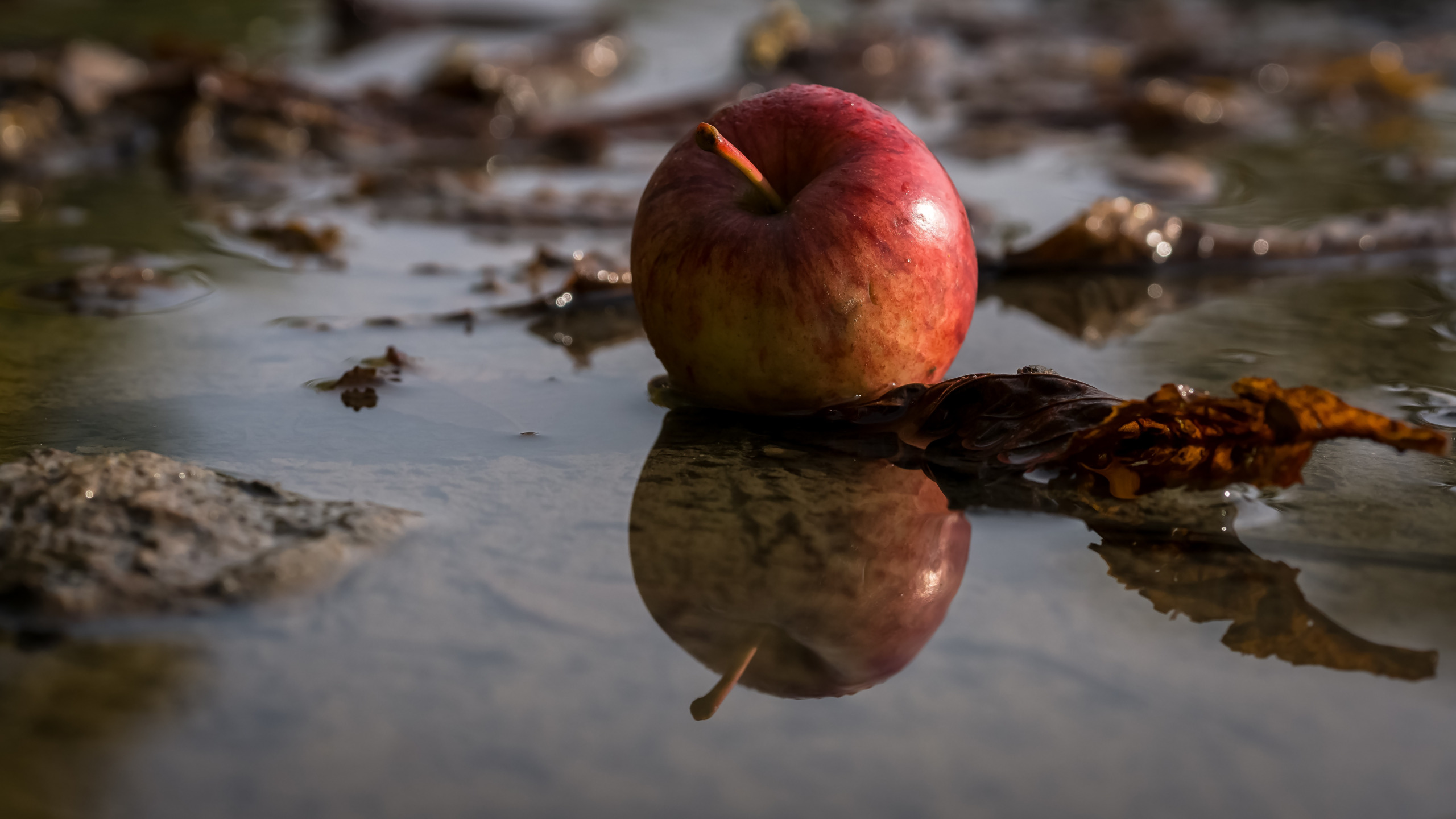 Apple river. Яблоки в озере. Яблоко в реке. Яблоко в воде. Яблоки в луже.