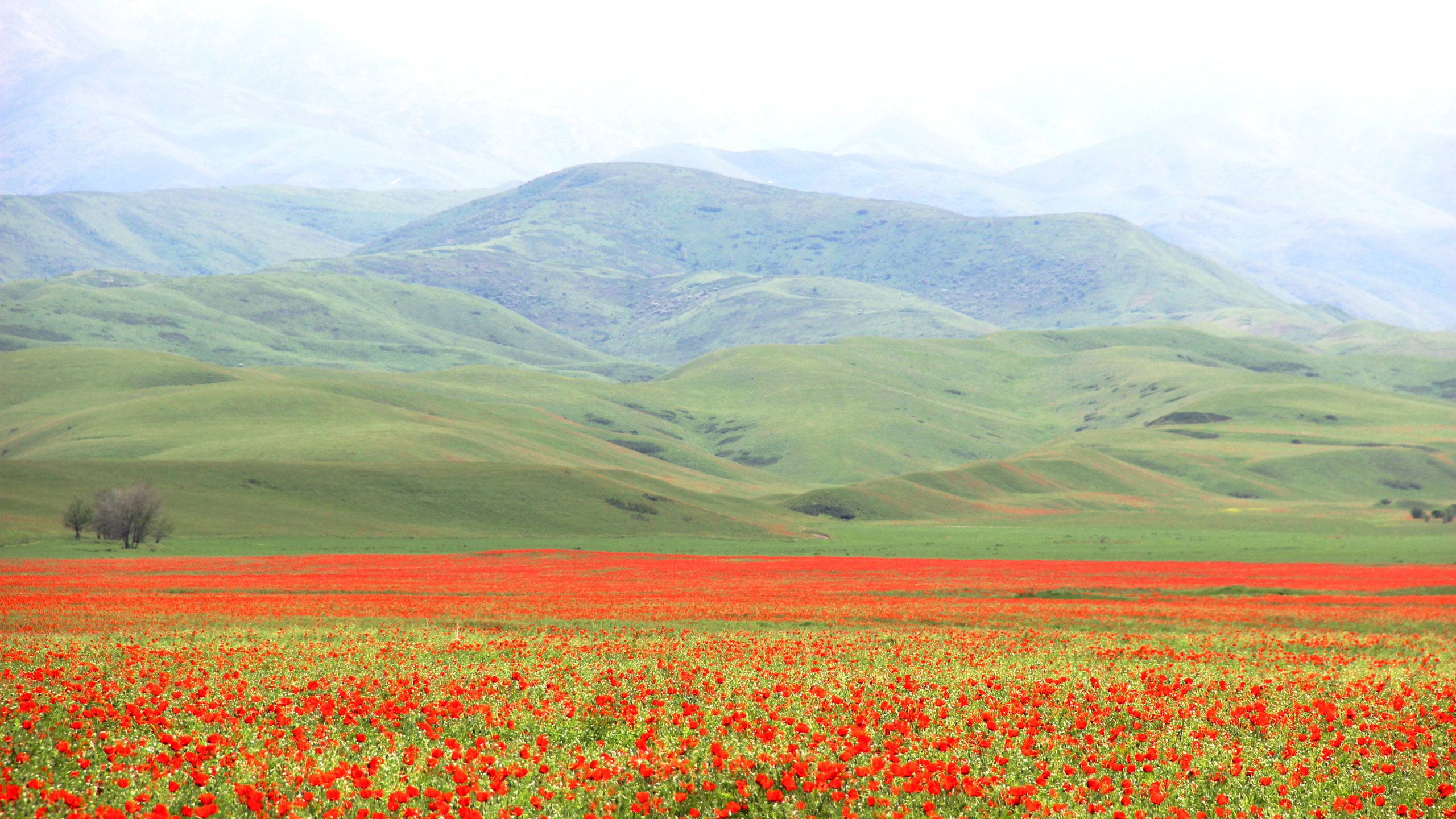 Ферганская Долина Таджикистан. Узбекистан Ферганская Долина горы. Ферганская Долина Киргизия. Ферганская Долина маковые горы.