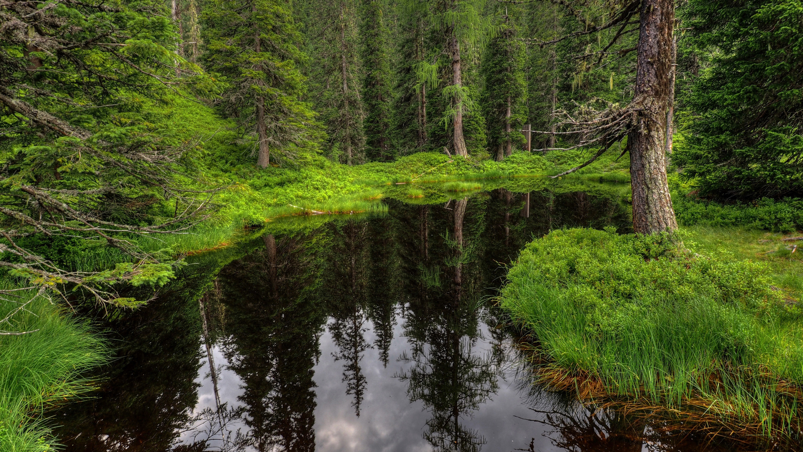 Хвойная вода. Хвойная Тайга ручей. Лесная река. Природа лес река. Речка в лесу.