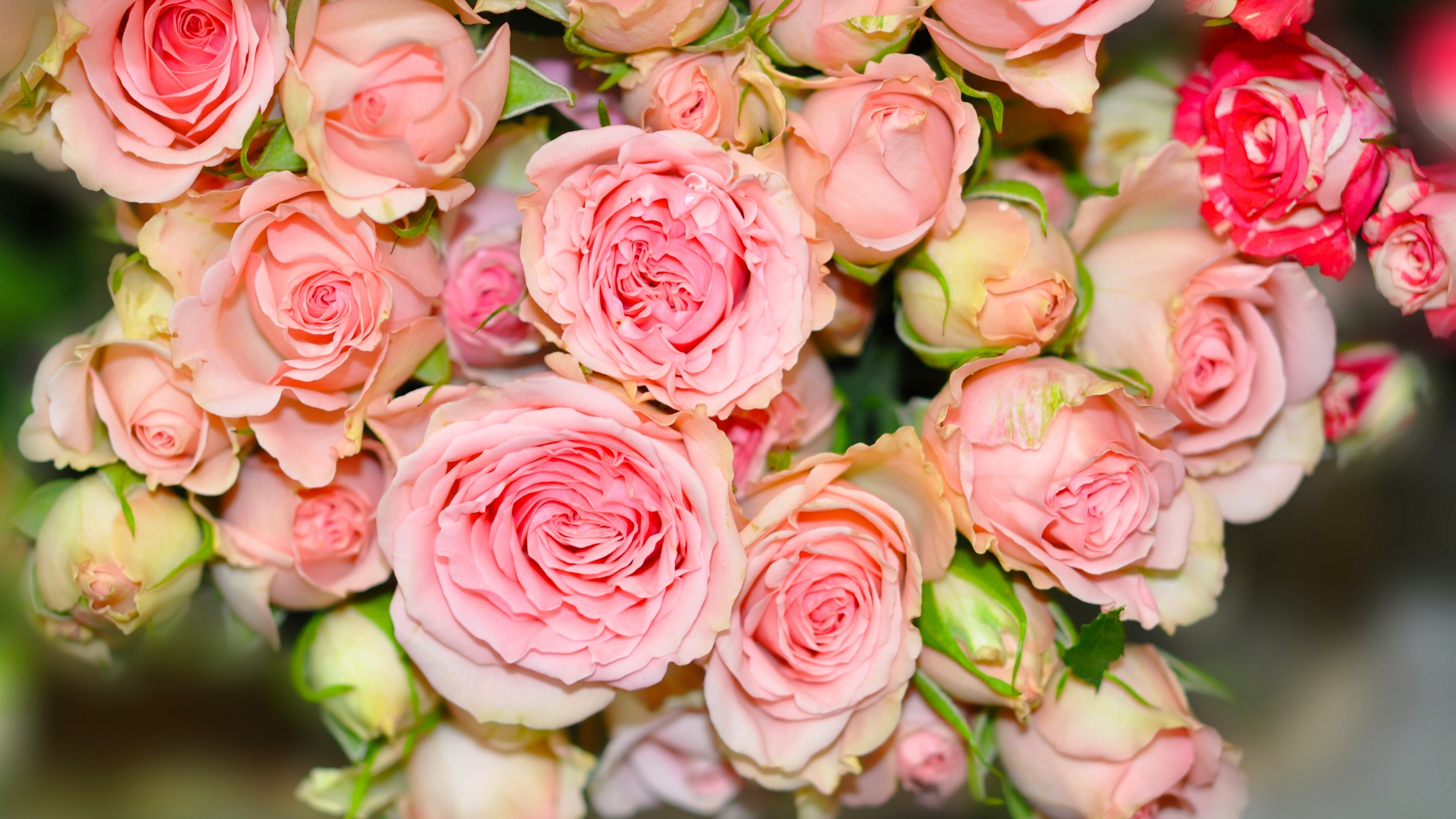 Кустовые розы нежно розовые. Обои розочки