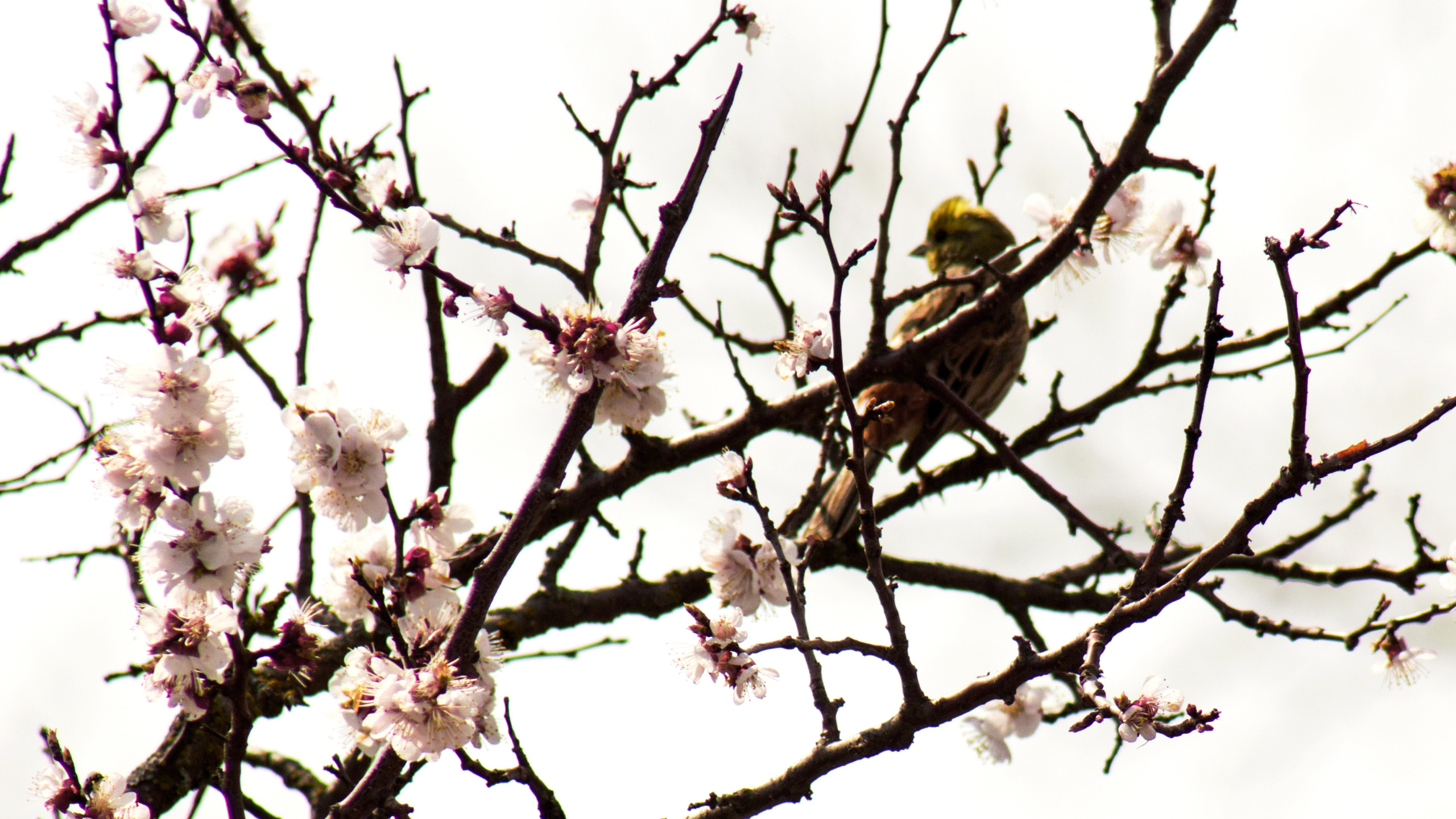 Приход весны птицы. Весенние птички. Красивая ветка.
