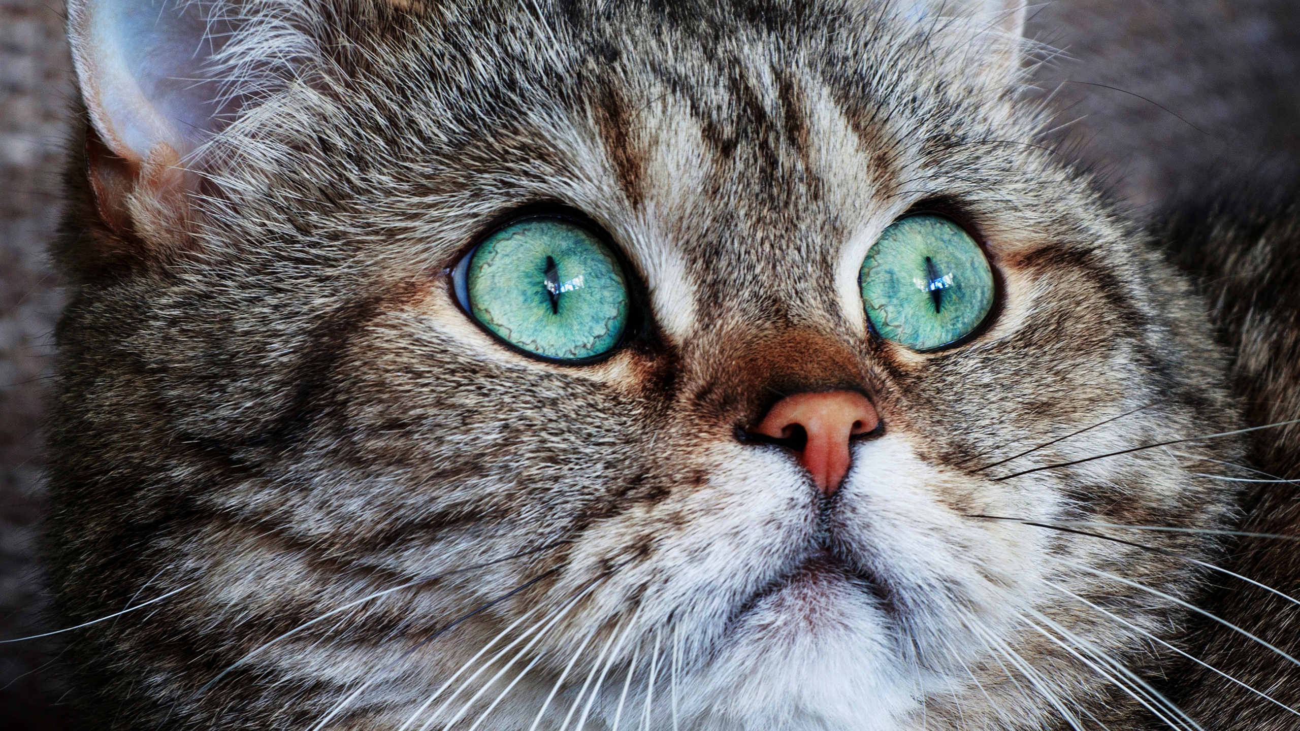 Качественное крупным планом. Морда кота. Красивая морда кошки. Кошка с зелеными глазами. Кошка крупным планом.
