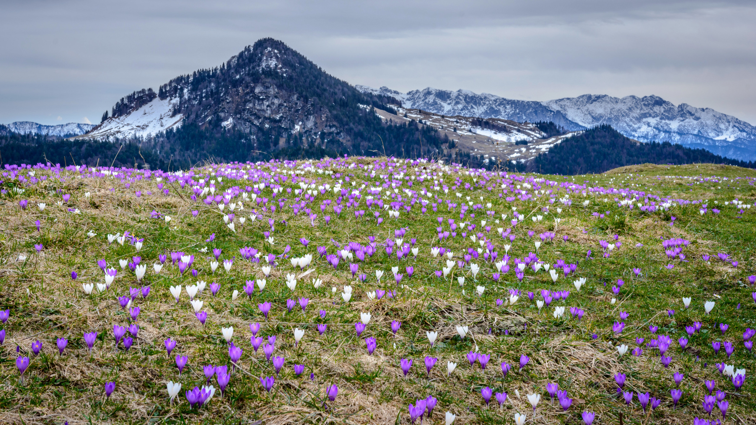 Springtime in the Alps, Italy Photo by : Roberto Sysa Moiola Paysage hd, Paysage