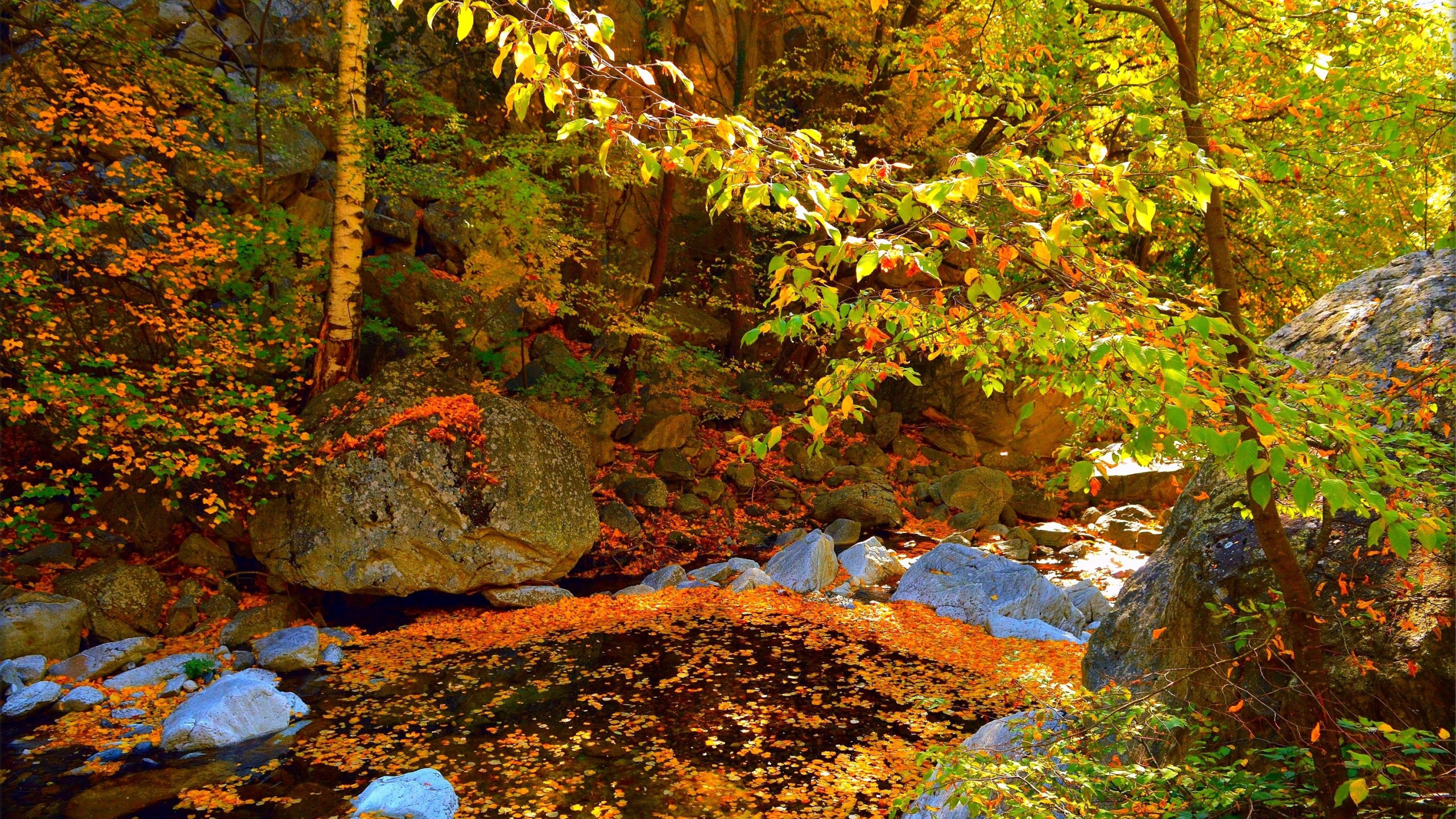Stone fall. Осень камни лес. Камни в осеннем лесу. Осень валуны в лесу. Камень в лесу.