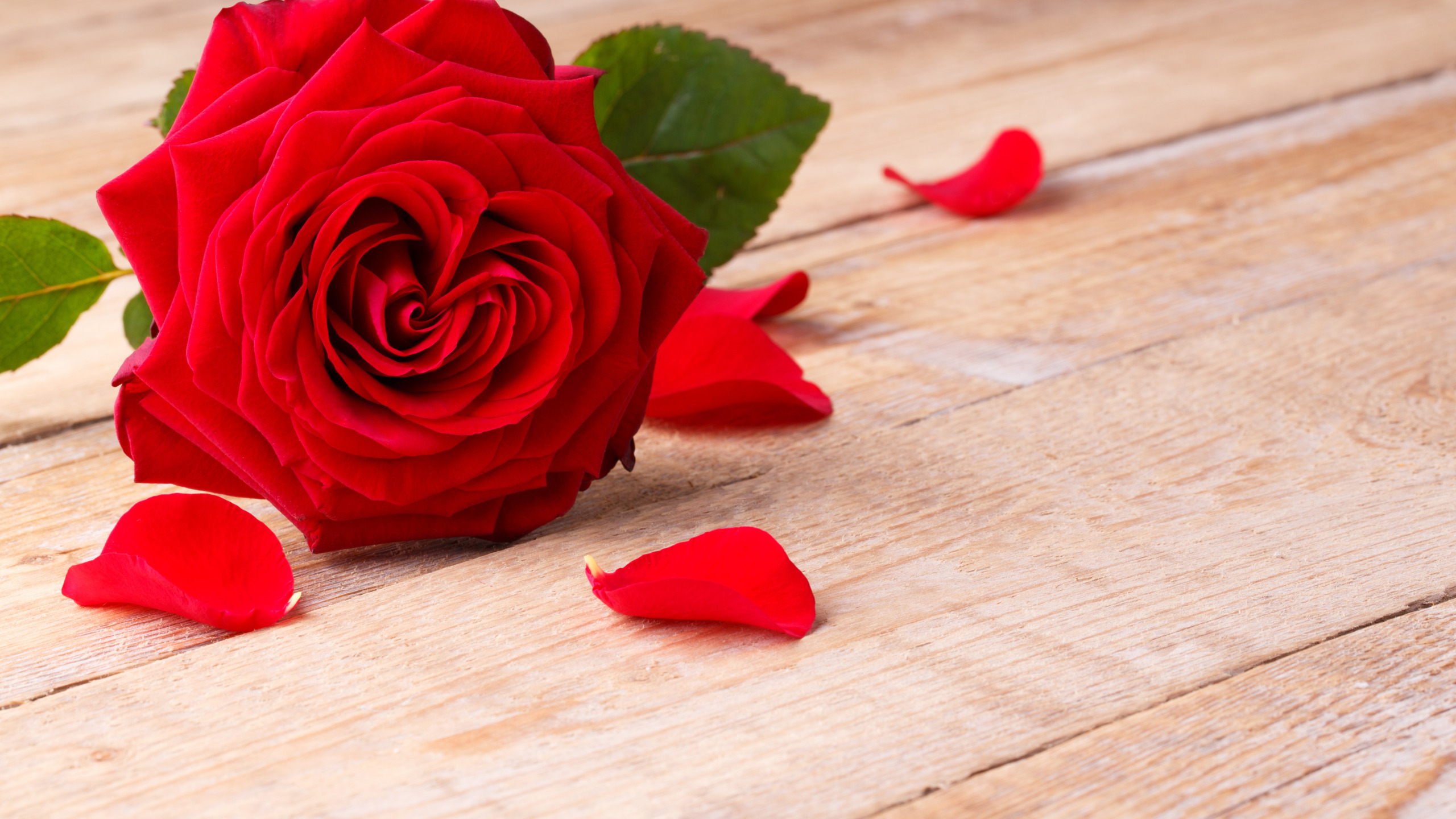 Красные розы. Ярко красные розы. Цветы на Красном фоне. Романтичные цветы. Rose romance