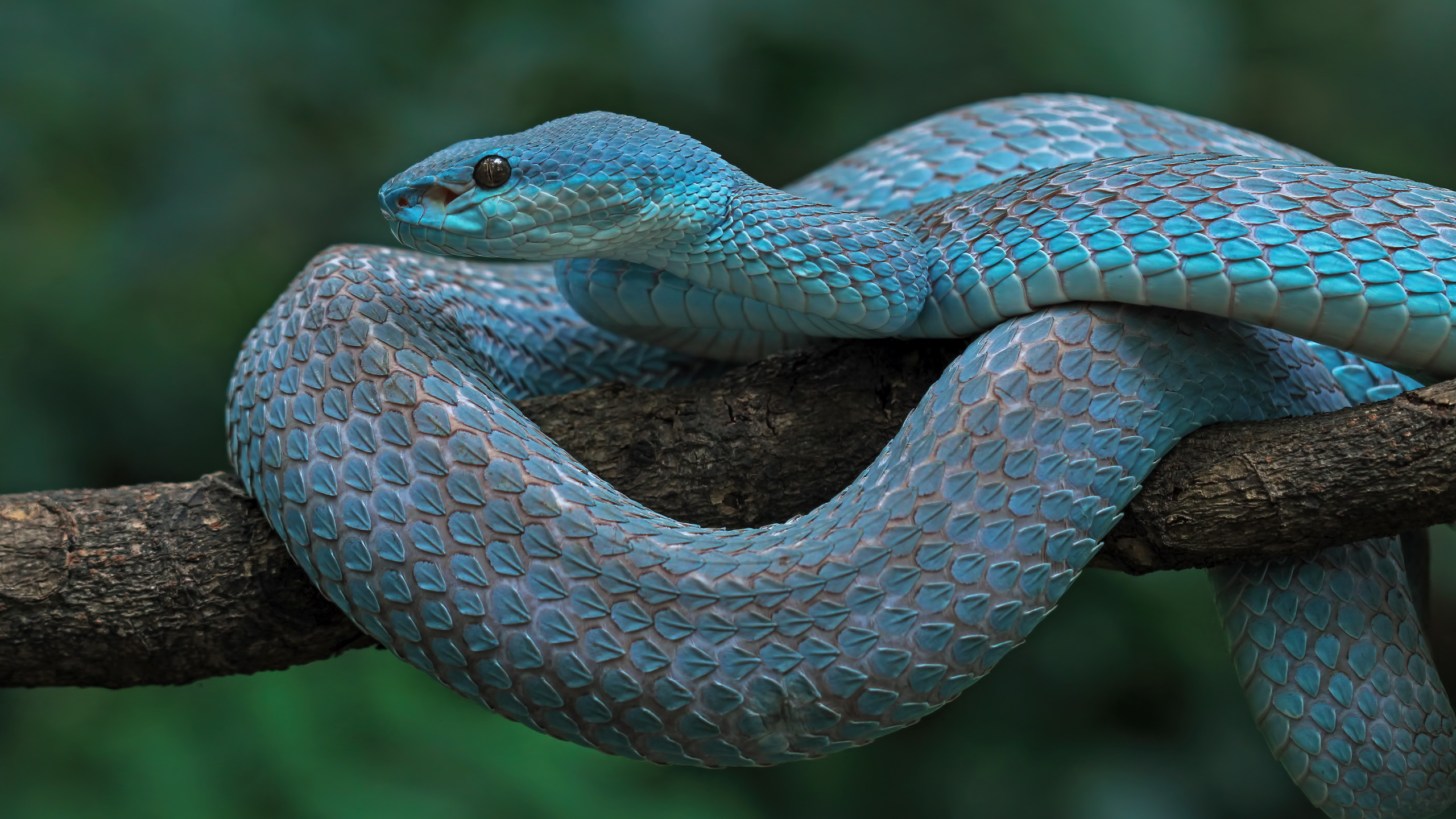 Про синюю змею. Голубая куфия. Голубая гадюка. Синяя змея.