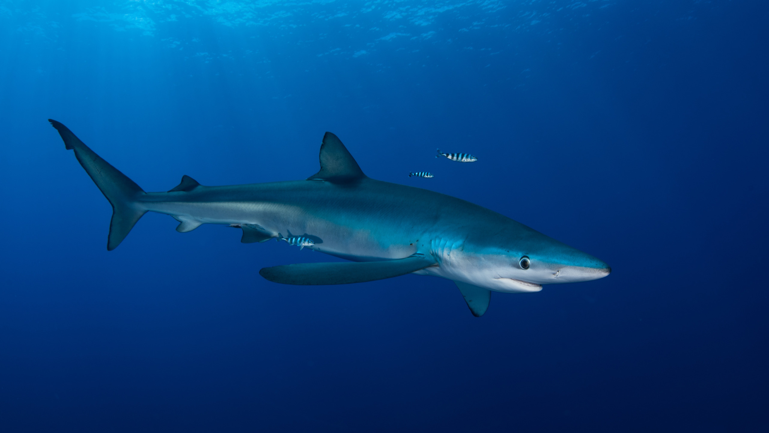 Sharks blues. Акула мако. Черноперая рифовая акула. Голубая акула (синяя акула). Prionace glauca.