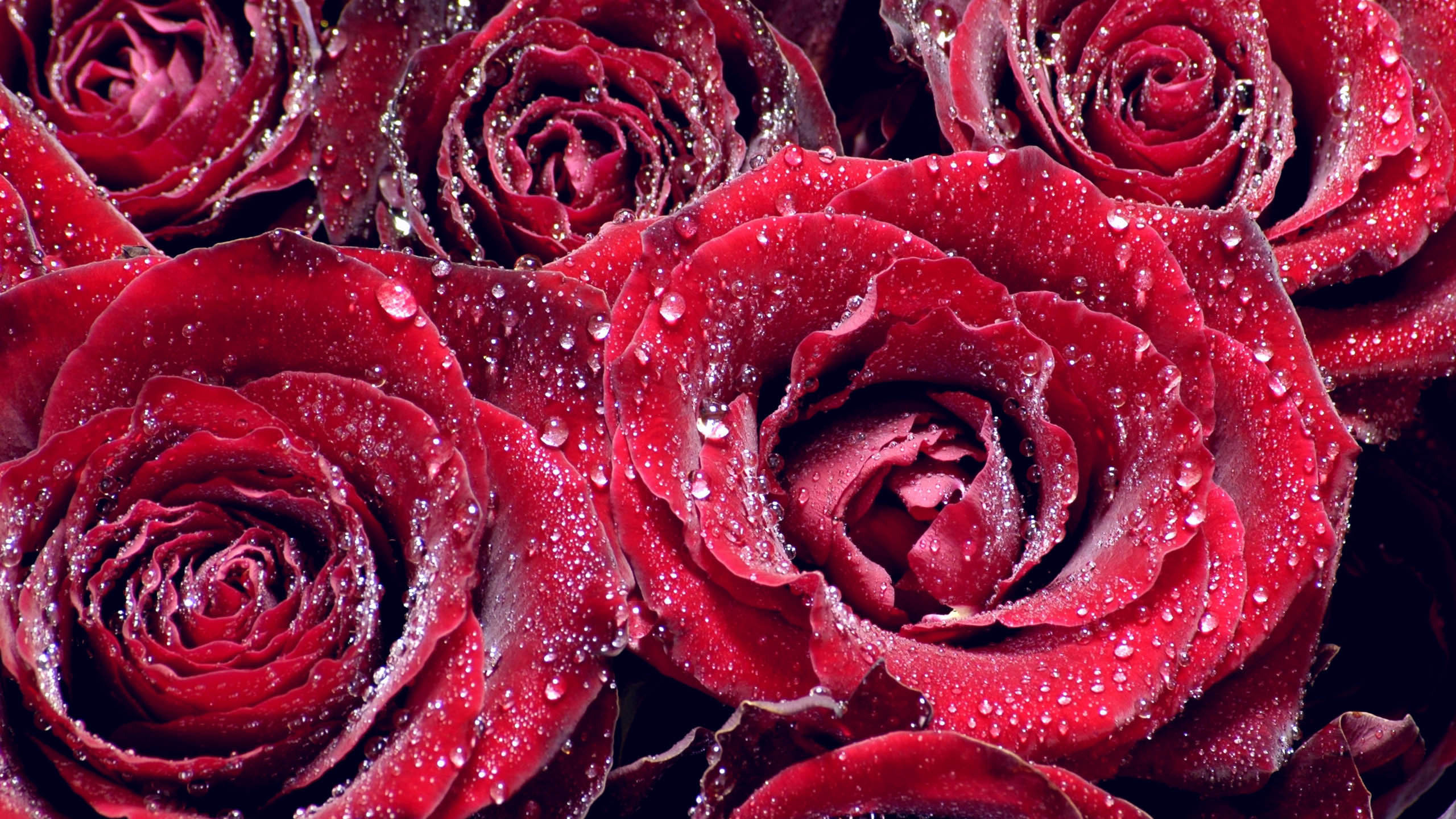Росы дорогие. Красный цветок. Красивые розы. Крупные розы. Шикарные цветы.
