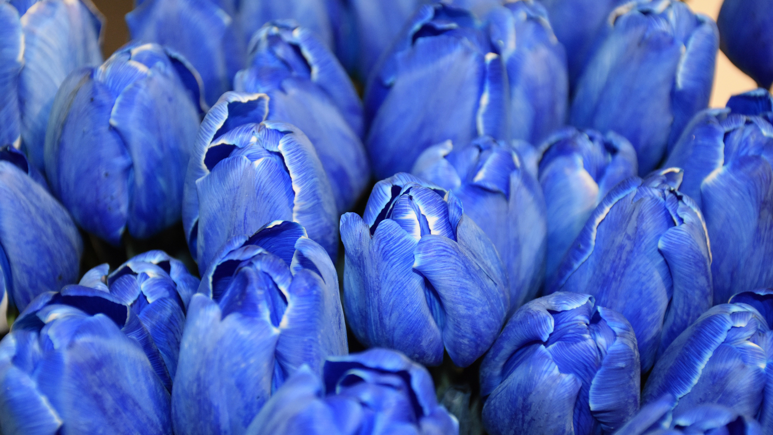 Пионовидные Тюльпаны Синего Цвета