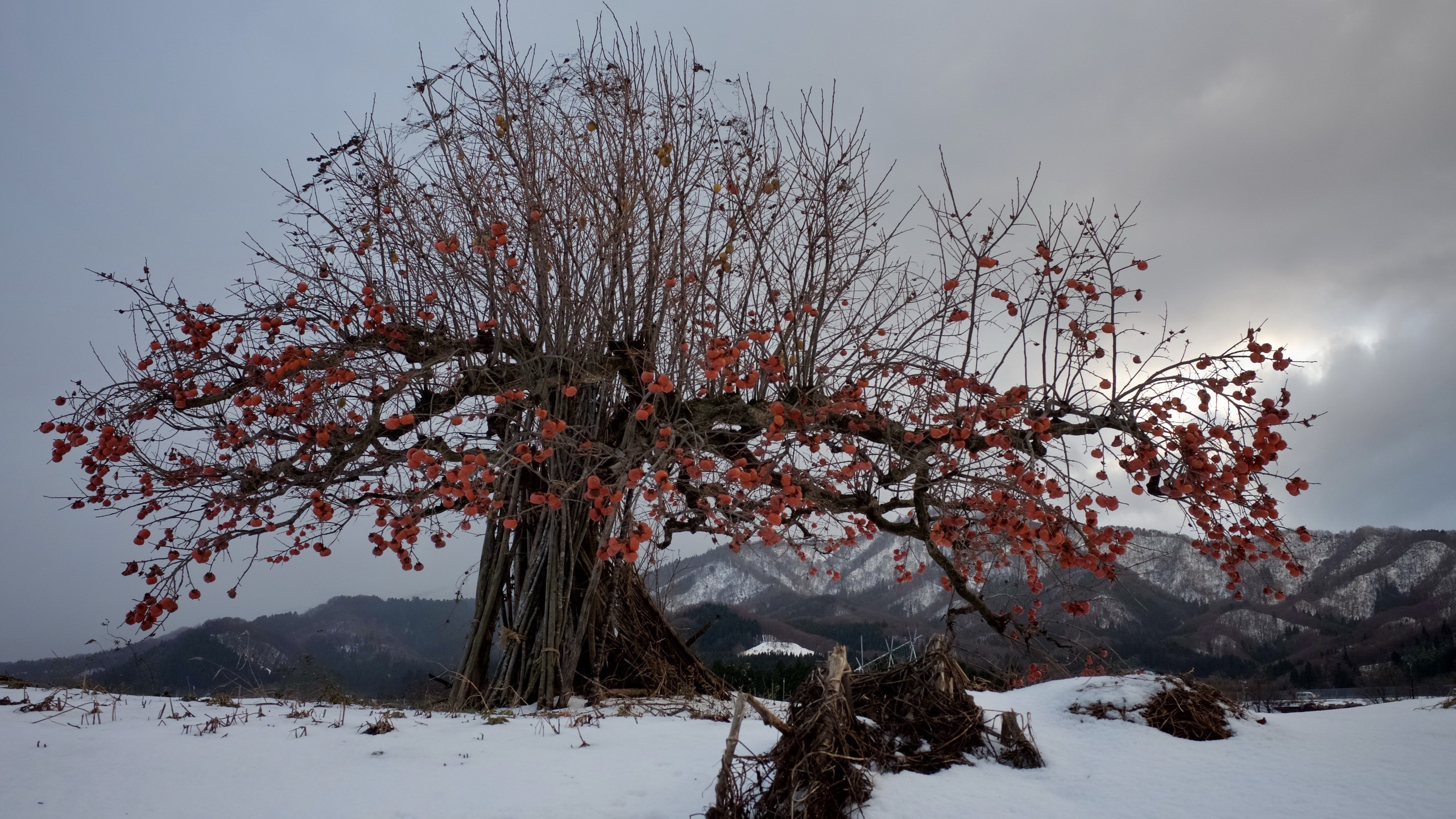 Хурма зимой. Снежная хурма Япония. Деревья под снегом. Хурма дерево в снегу. Рябина зимой.