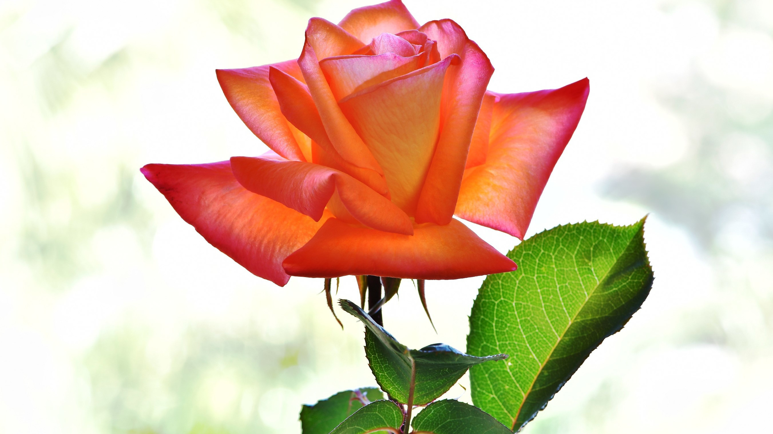 Розы света песня. Оранжевые розы на белом фоне. Света и Розочка.