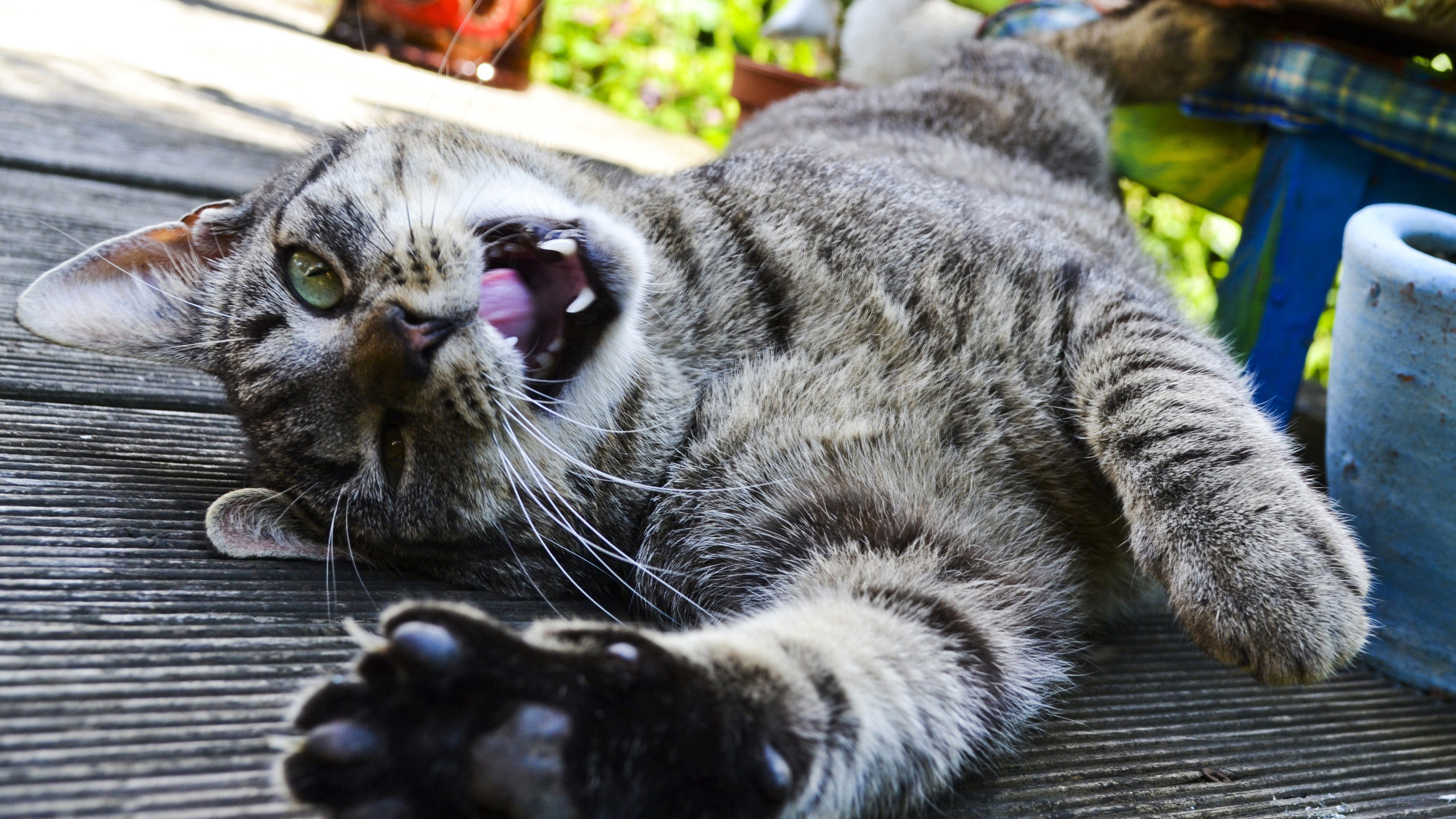 Better cats. Прикольные кошки. Забавный кот. Смешной кот. Веселые коты.