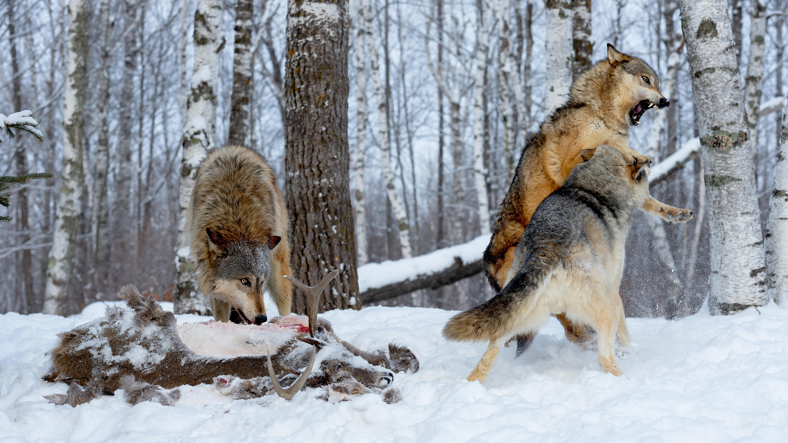 Нападение лесу. Дикий волк. Волки на охоте в дикой природе.