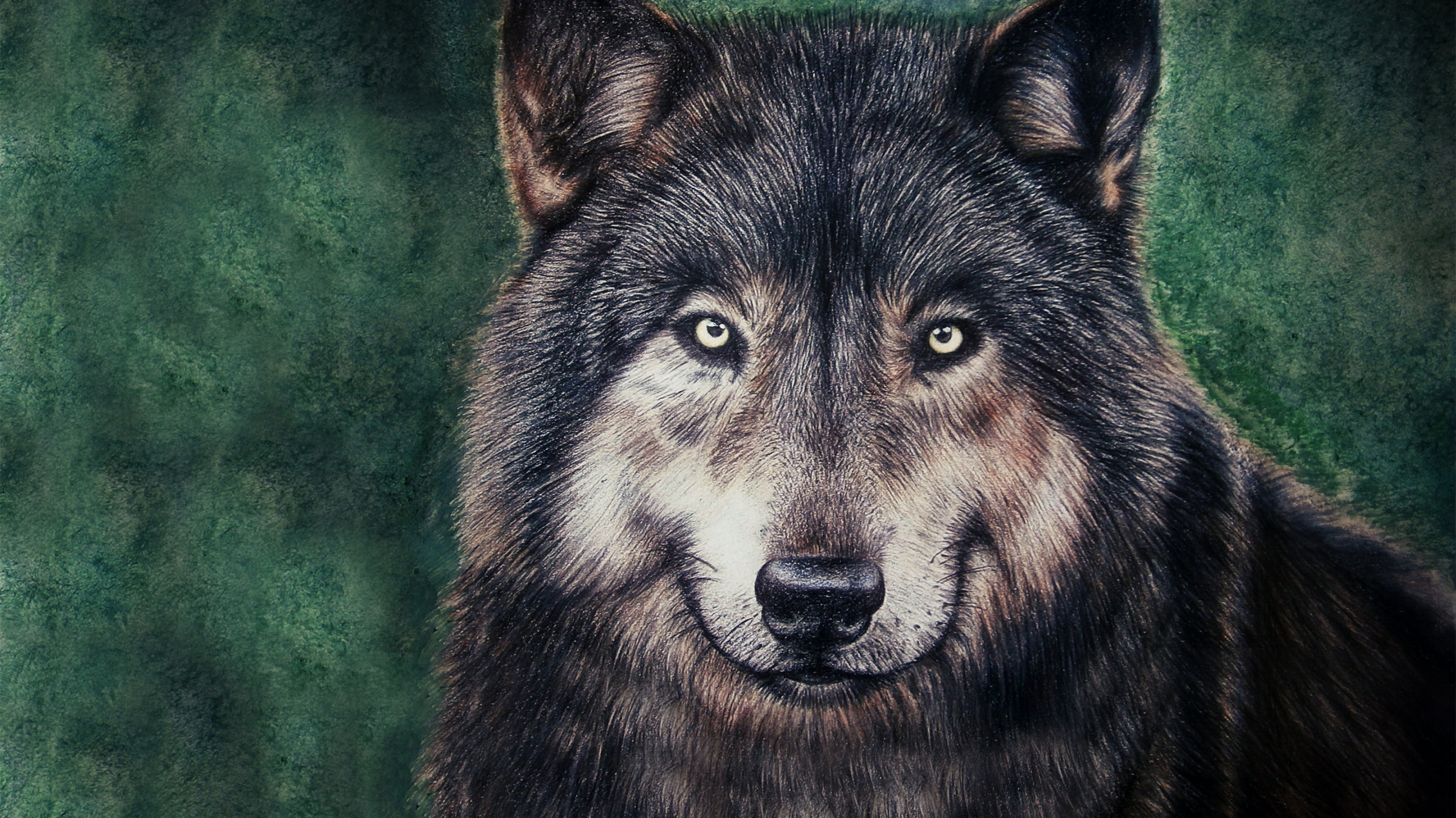 Красивые обои на телефон волка. Морда волка. Волк портрет. Красивый волк. Картинки на рабочий стол волки.