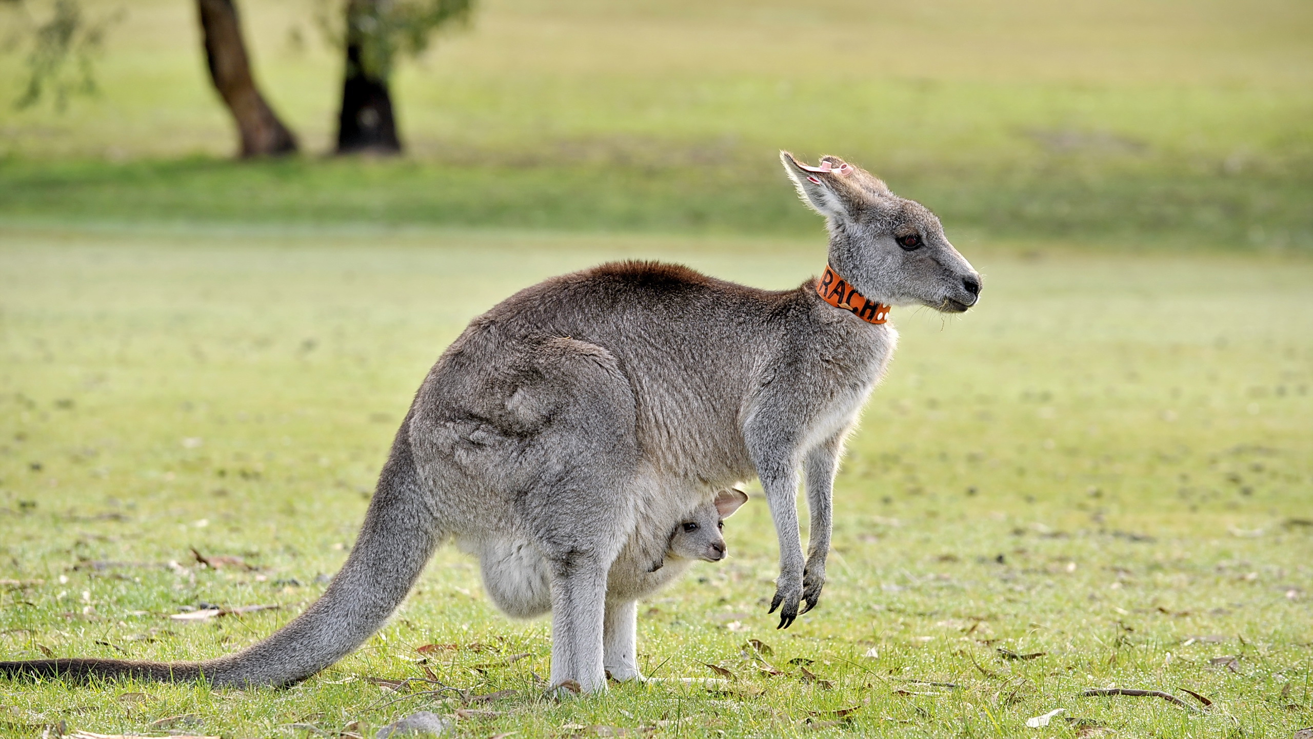 какие есть животные австралии