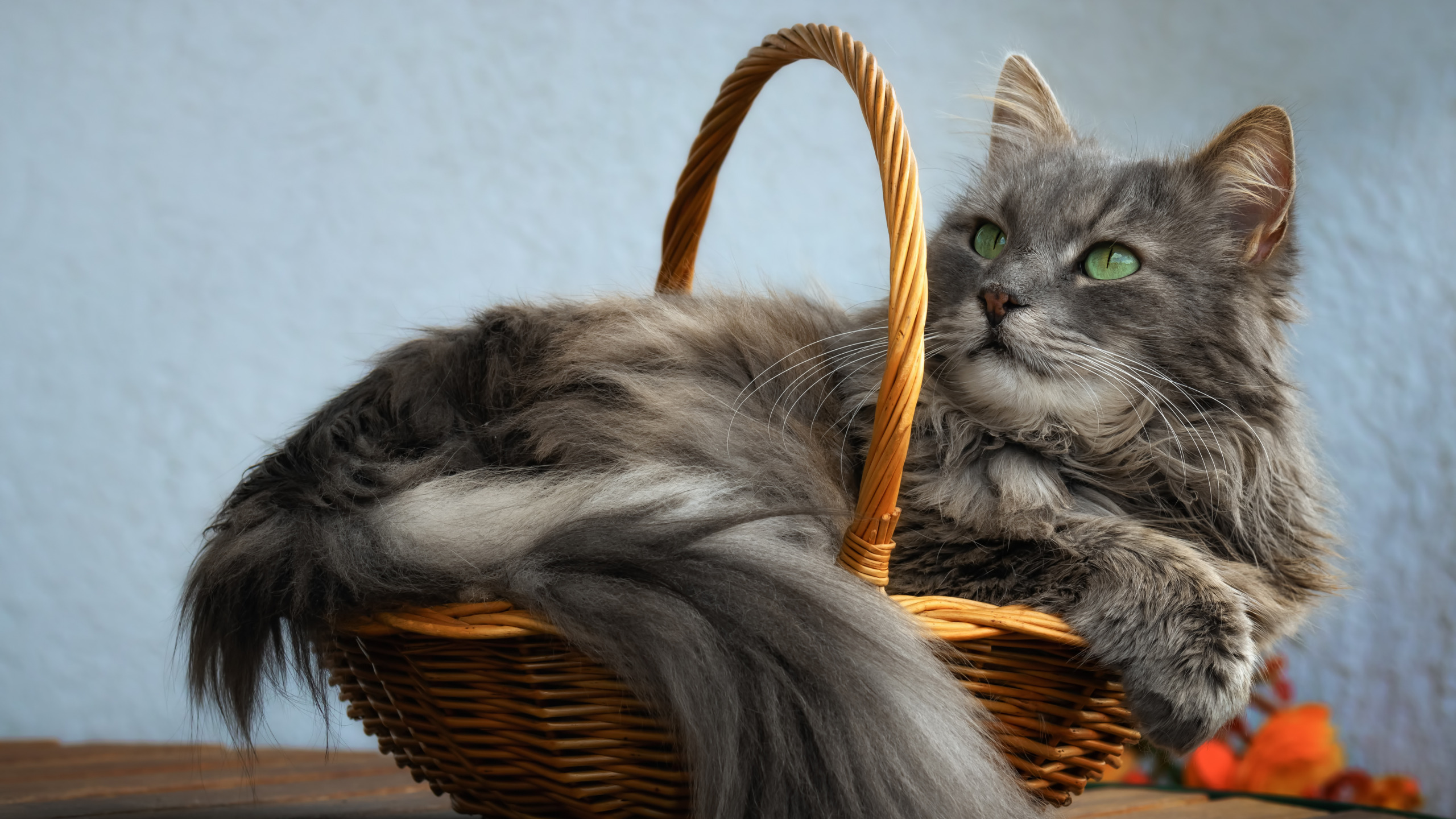 Неделя большими кошками. Кошка в лукошке. Котики в корзинке. Корзина для кошек. Пушистая кошка.