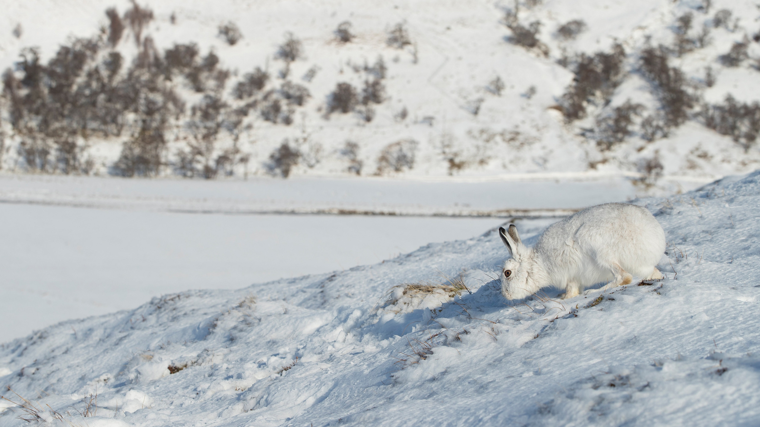 Заяц Беляк. Арктический Беляк. Заяц зимой. Заяц на снегу. Заяц в сугробе