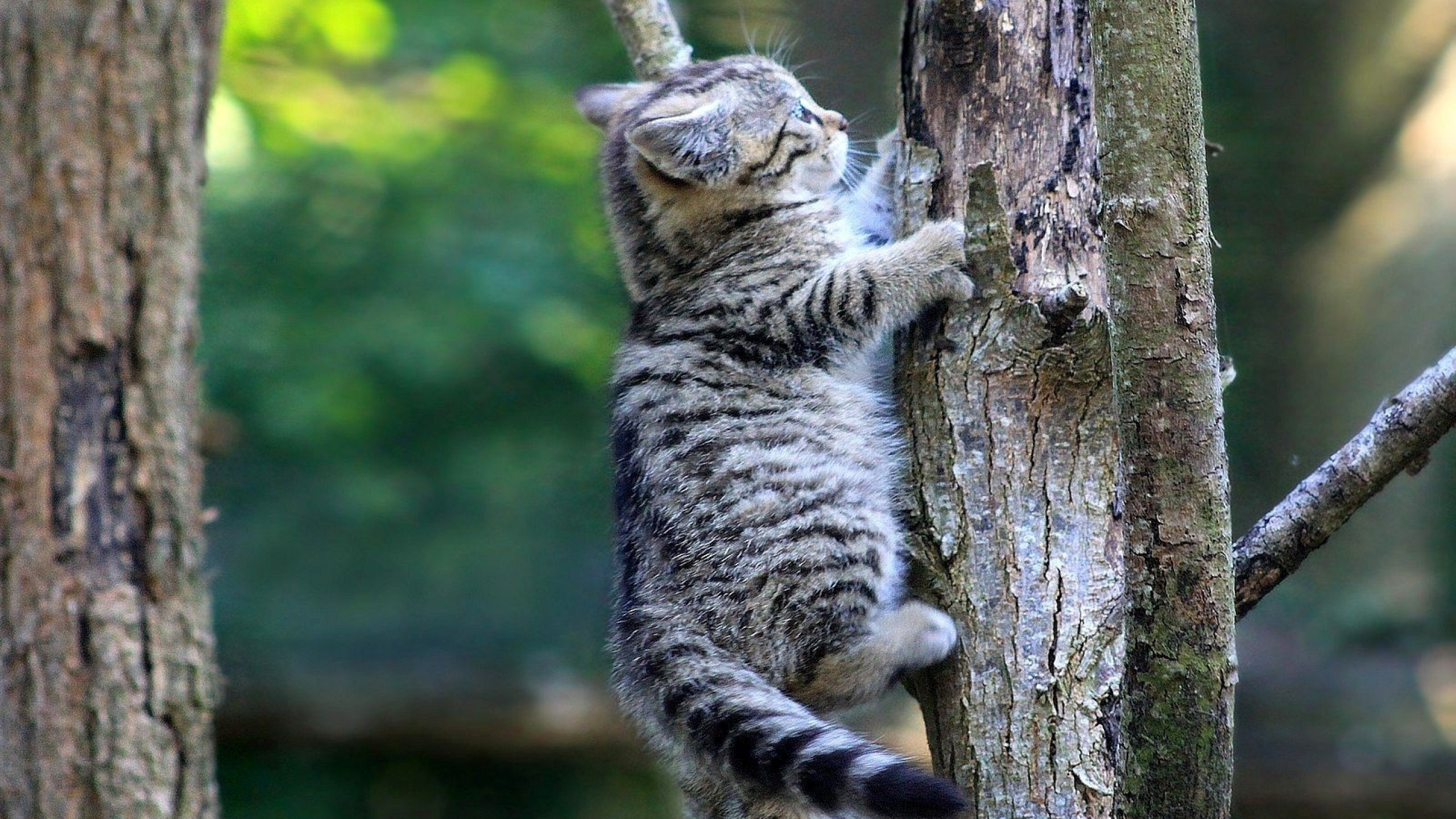 Кошка лезет. Кот лезет на дерево. Кошки лазают по деревьям. Кот карабкается. Кошки на дереве.