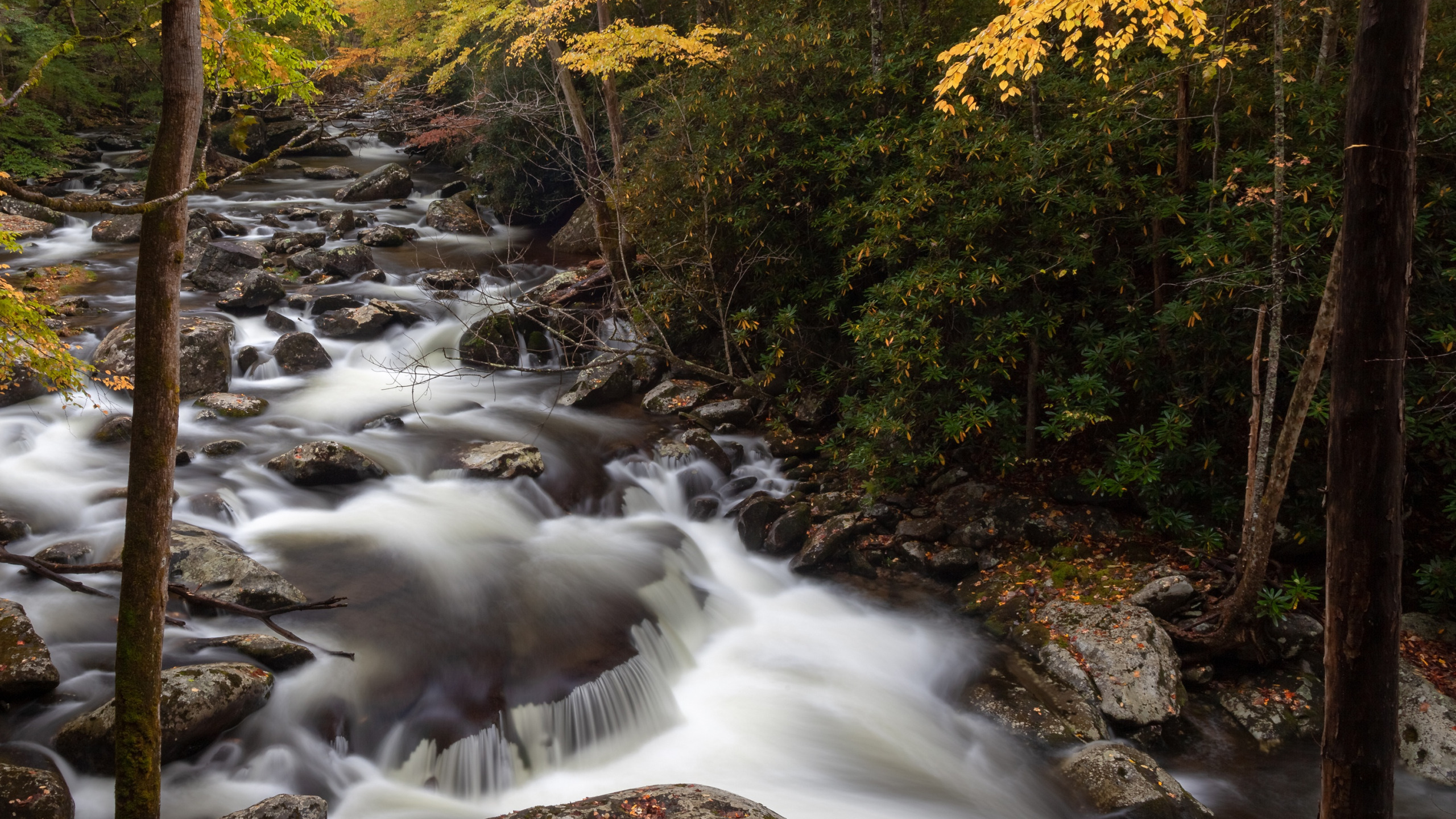 осень, лес, деревья, ручей, камни, США, Great Smoky Mountain National Park