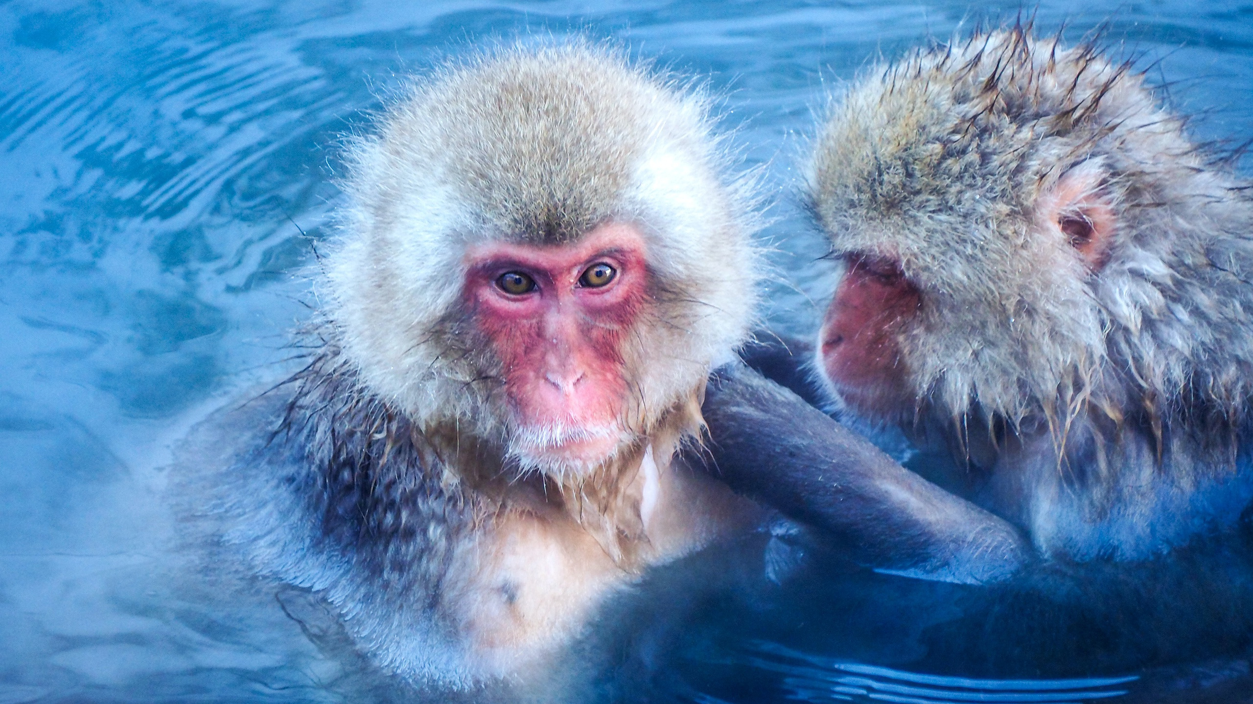 Группа обезьяны в теплой воде слушать. Обезьяна купается. Японские макаки и люди. Мокрые обезьяны две. Две мокрые макаки.