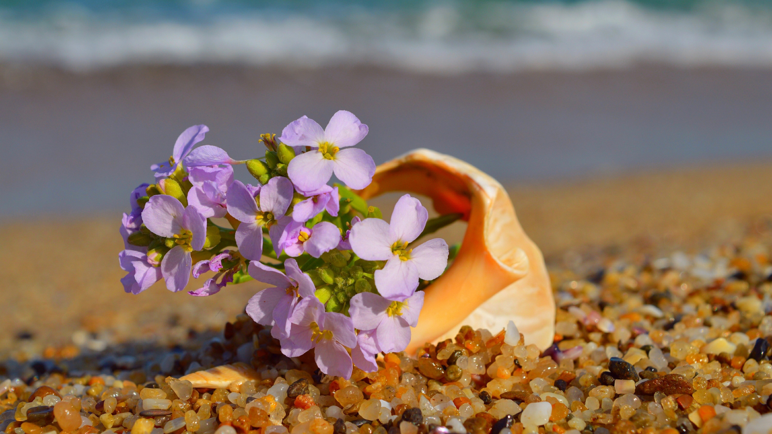 цветок на пляже