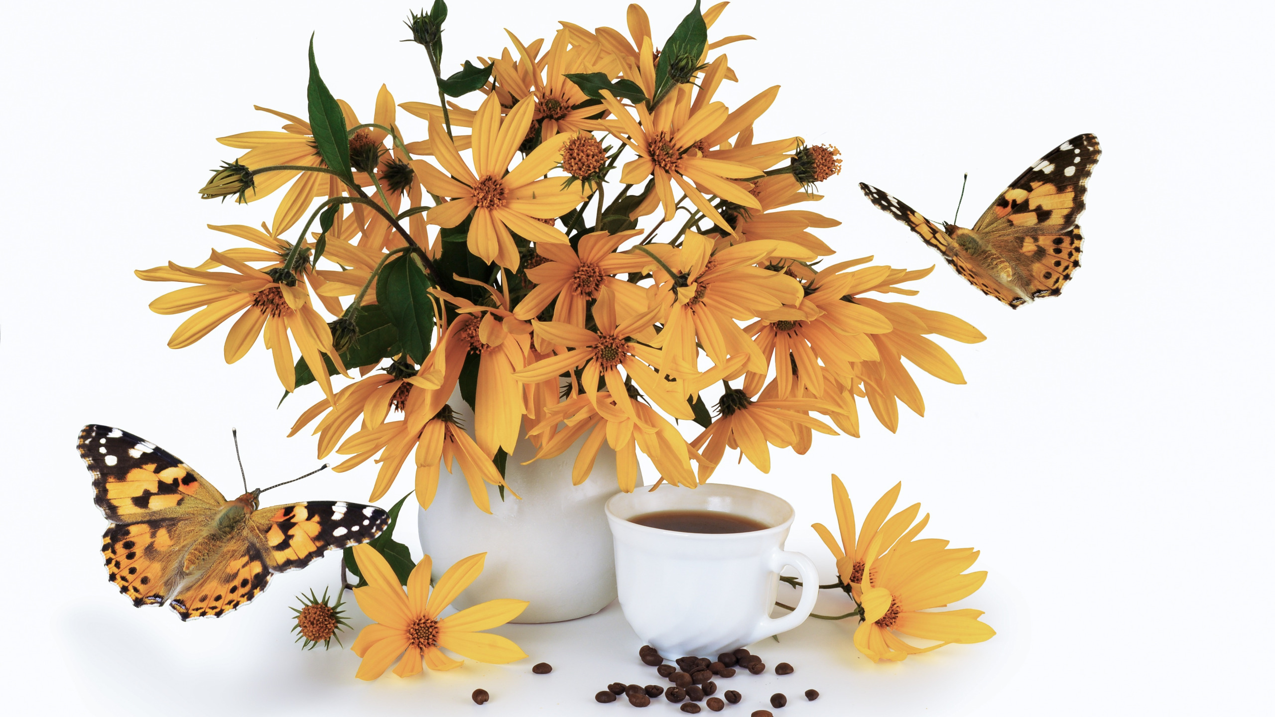 Кофейные бабочки. Доброе утро бабочки. Осенние цветы на белом фоне. Кофе с бабочкой. Натюрморт.