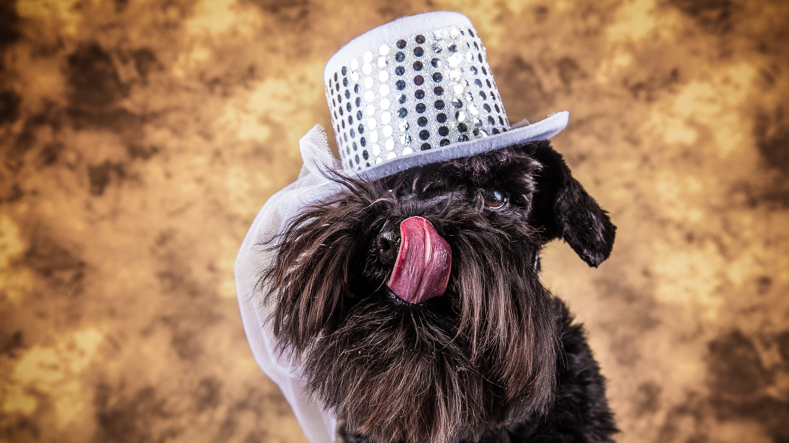 Пес шляпа. Шляпки для собак. Собачка в шляпе. Щенок в шляпе. Пес в шляпе.