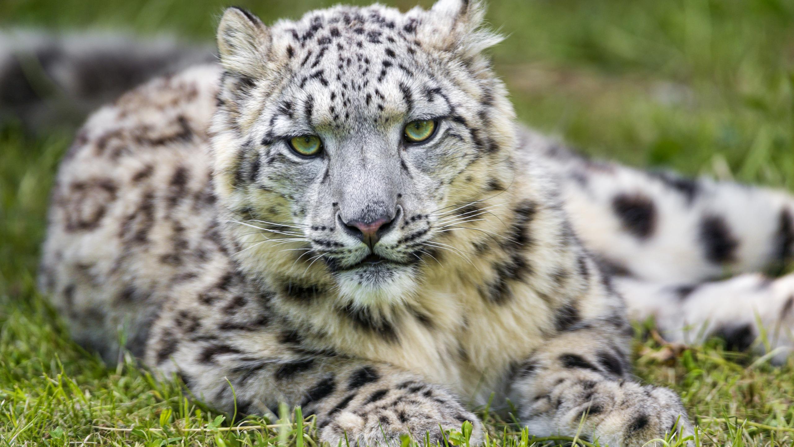 кошка, трава, ирбис, снежный барс, ©Tambako The Jaguar