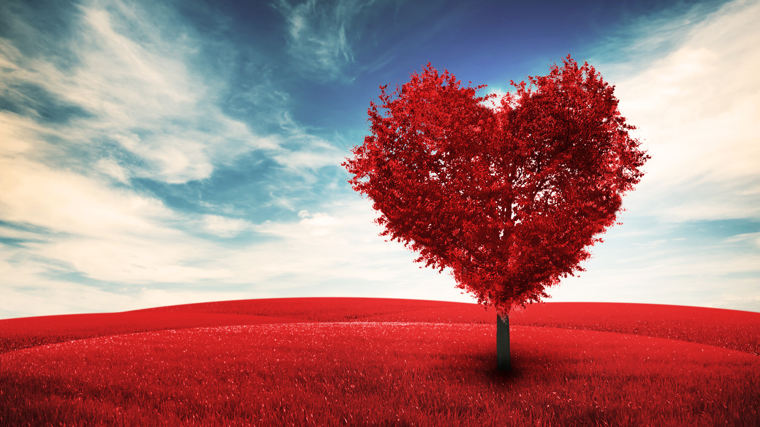 Русски песня сердце любви. Дерево сердце. Необычное сердце. Дерево любви. Красивое дерево сердце.