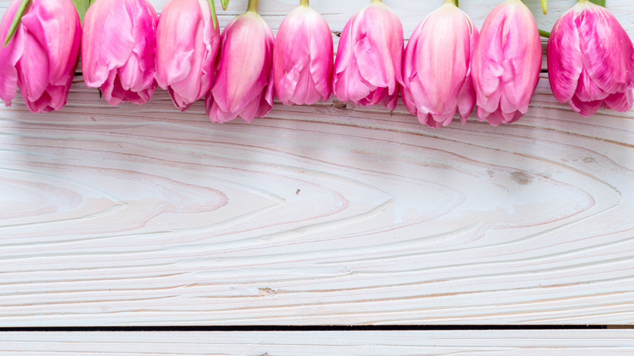 Обложка для вк тюльпаны. Розовые тюльпаны. Тюльпаны фон. Тюльпаны на розовом фоне. Тюльпаны баннер.