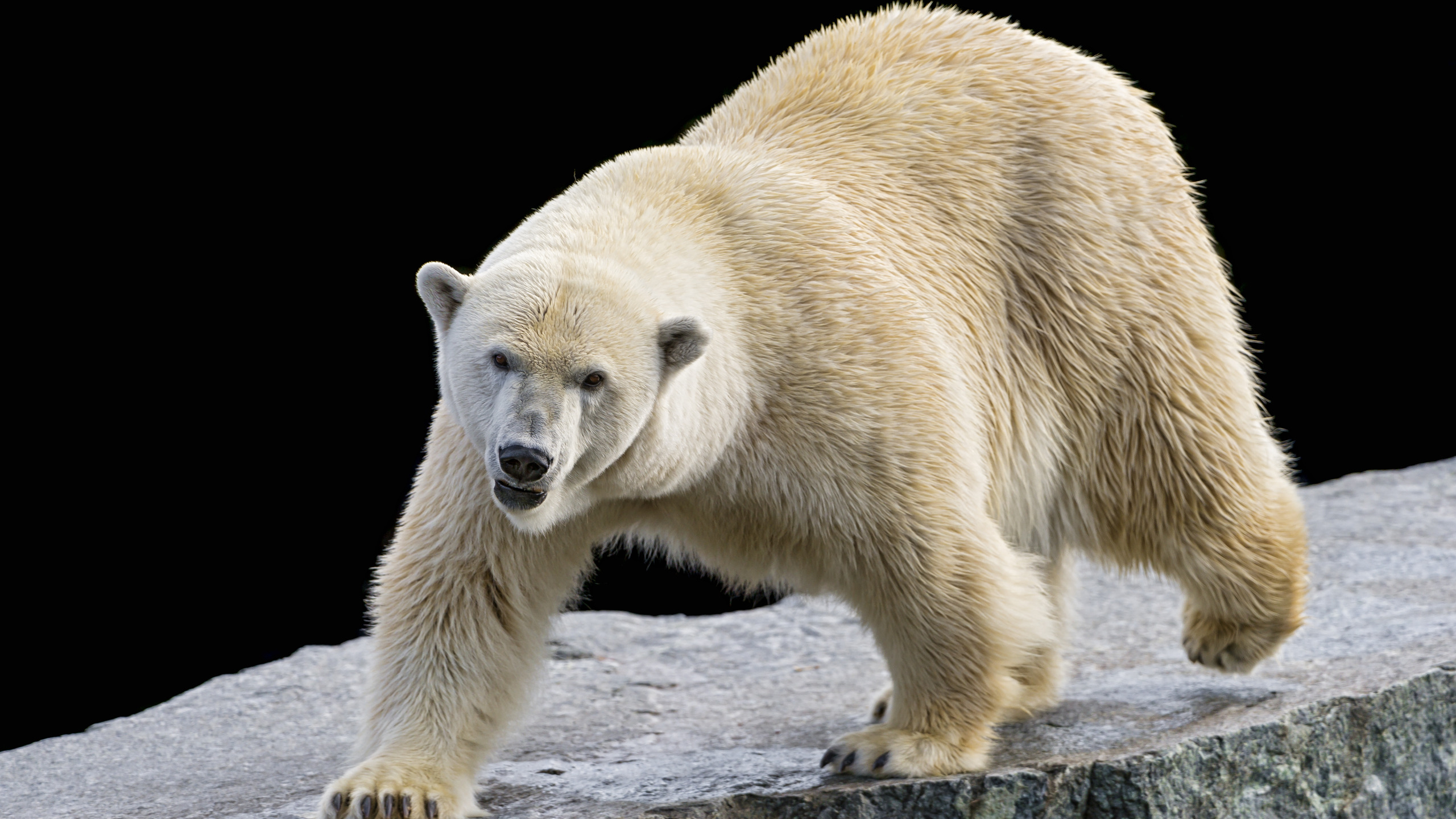 К чему снится много медведей. Белый медведь фото. К чему снится медведь. Сонник приснился белый медведь. Медведь белый, 16 см.