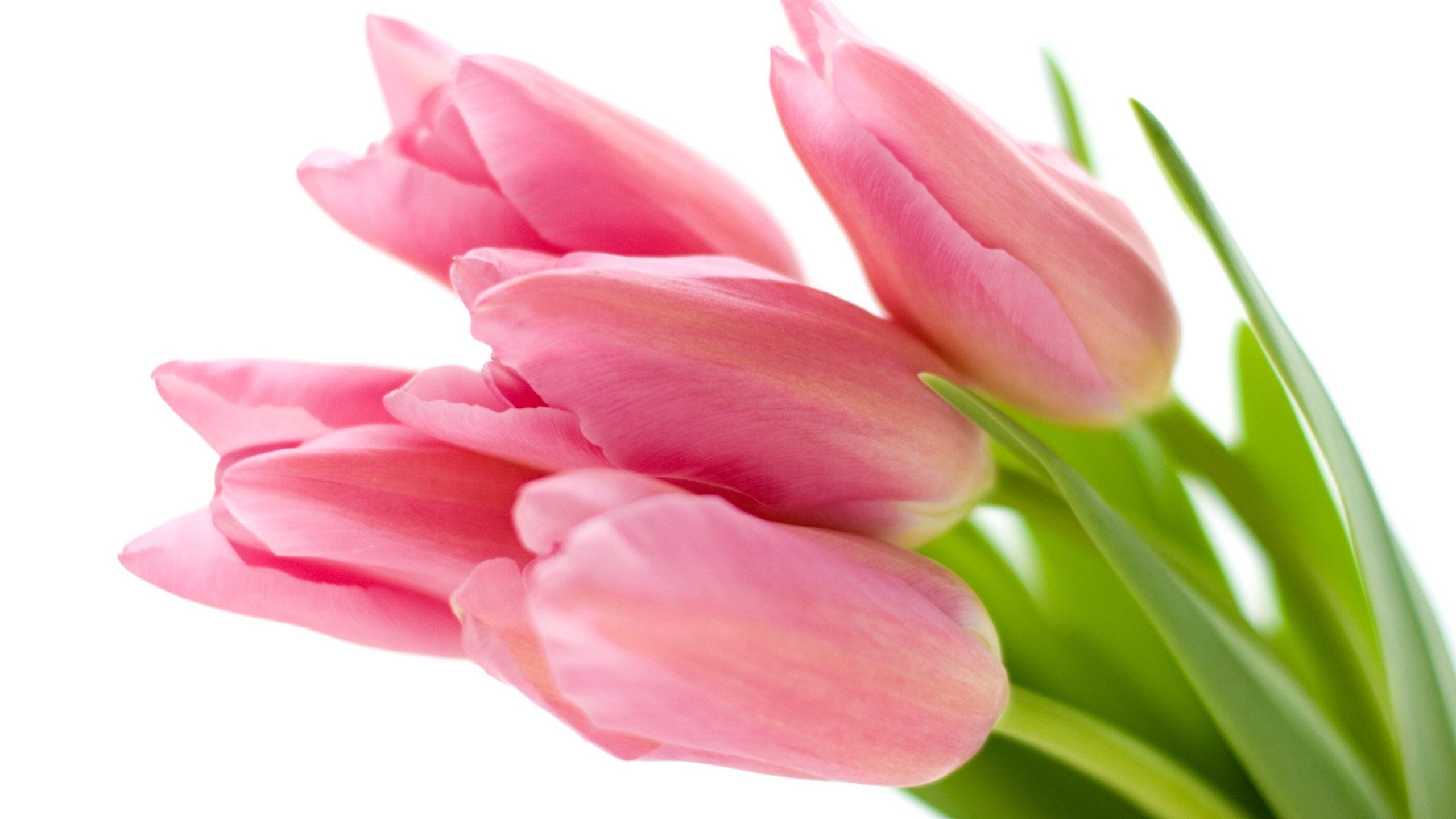 Что значат розовые тюльпаны. Розовые тюльпаны. Тюльпаны на розовом фоне. Розовые тюльпаны на прозрачном фоне. Букет тюльпанов на прозрачном фоне.